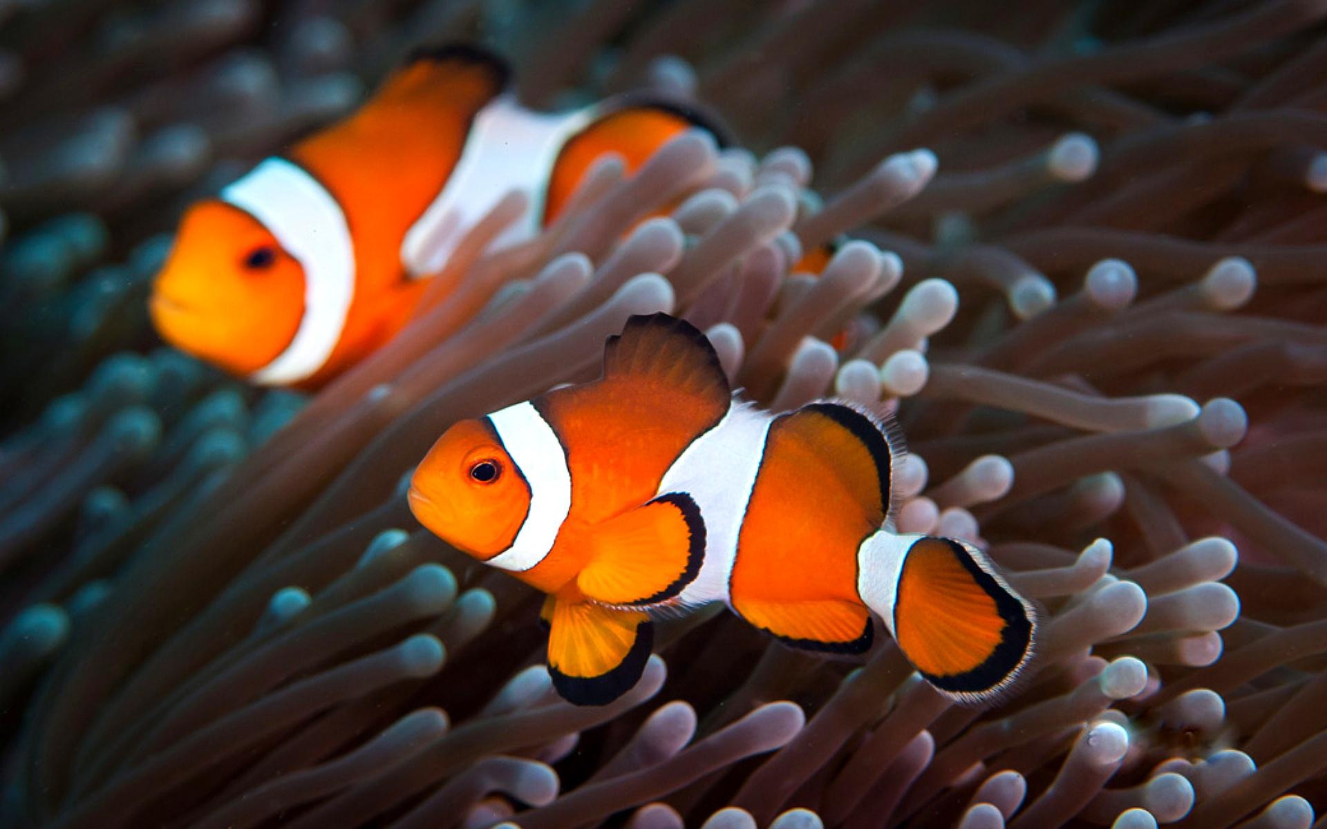 Clownfish, Animal, HQ, 2019, 1920x1200 HD Desktop