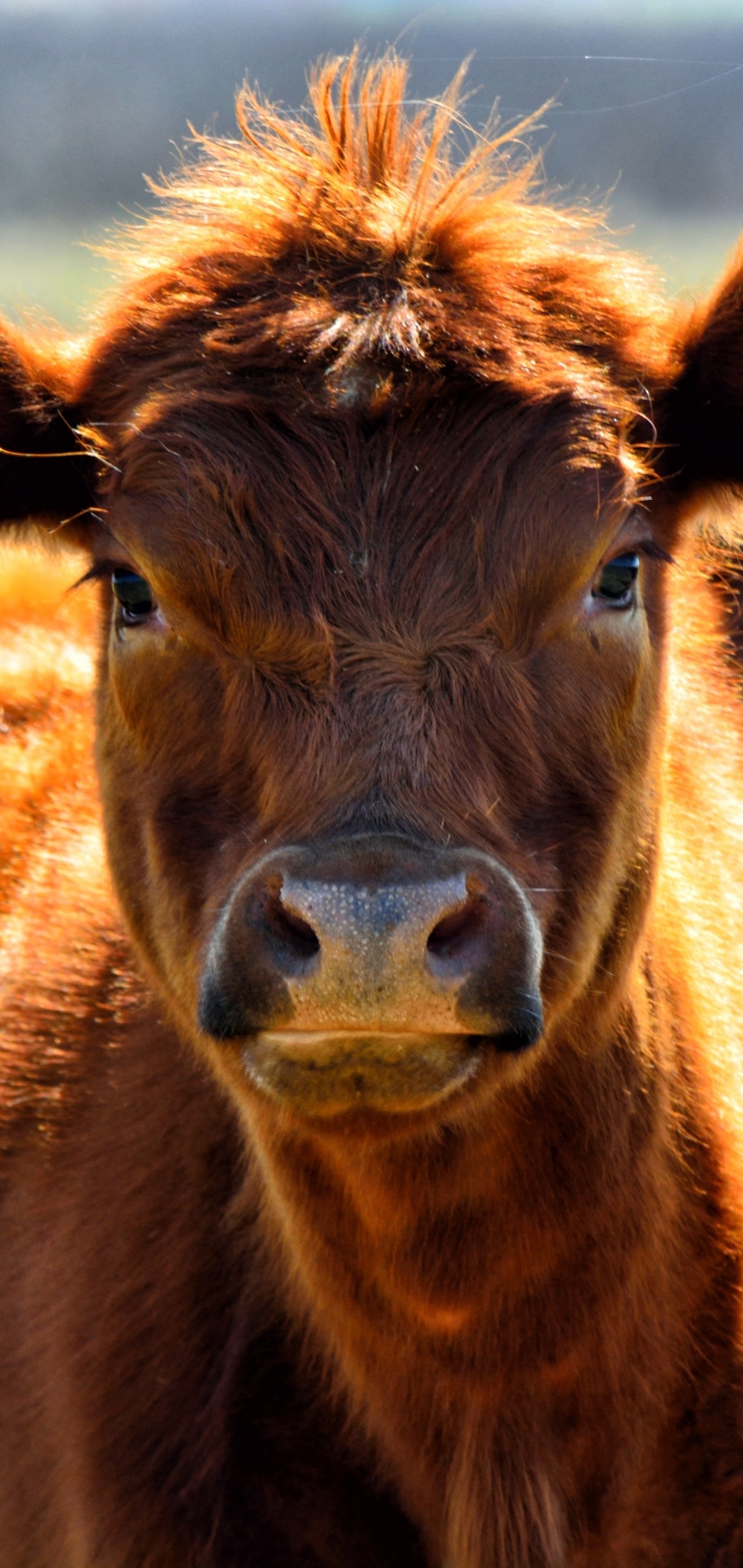 Peaceful cows, Grazing animals, Pastoral scenes, Serene cow portraits, 1440x3040 HD Phone