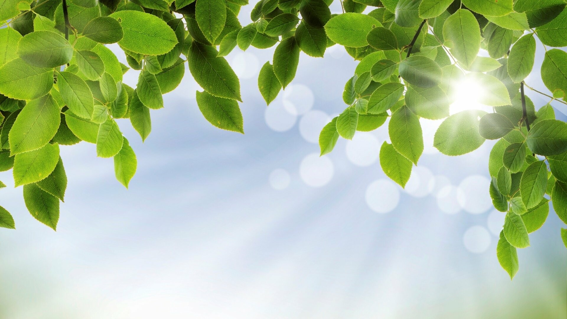 Sunshine through leaves, Illuminated foliage, Rays of nature, Radiant glow, 1920x1080 Full HD Desktop