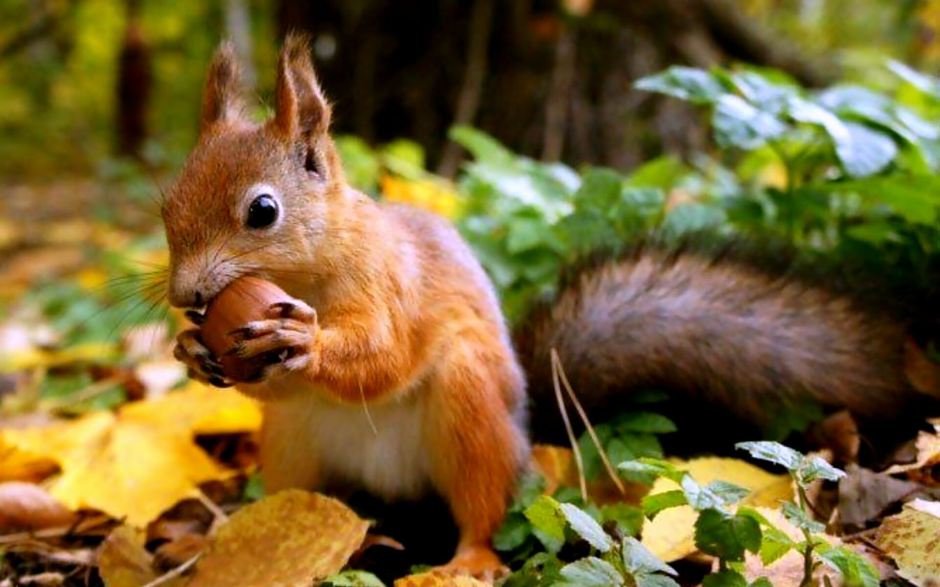 Squirrel wallpaper, High-resolution, Nature's beauty, Scenery, 1920x1200 HD Desktop