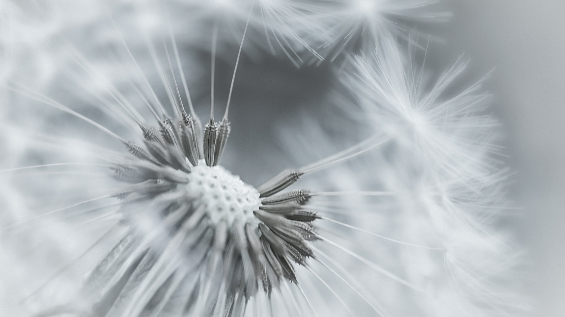 Dandelion seeds, Fluffy filaments, Light breeze, Nature's dispersal, 1920x1080 Full HD Desktop