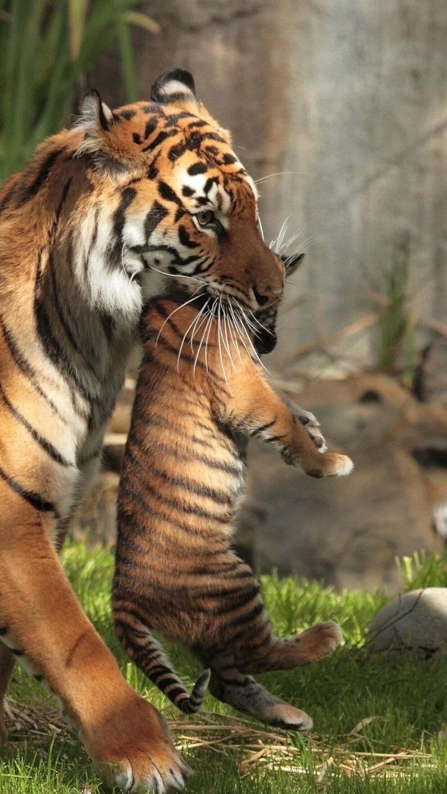 Tiger carrying cubs, Protective journey, Tender moments, Family bond, 1440x2560 HD Phone