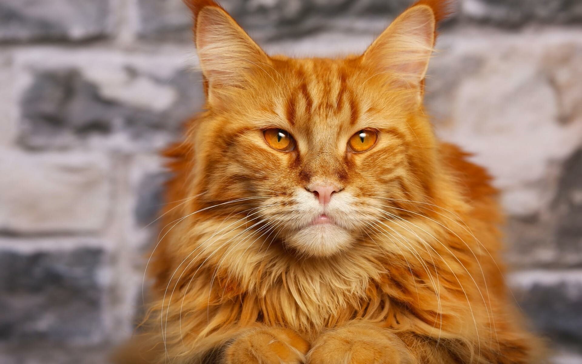 Orange Maine Coon, Vibrant fur colours, Eye-catching background, Playful and charming, 1920x1200 HD Desktop