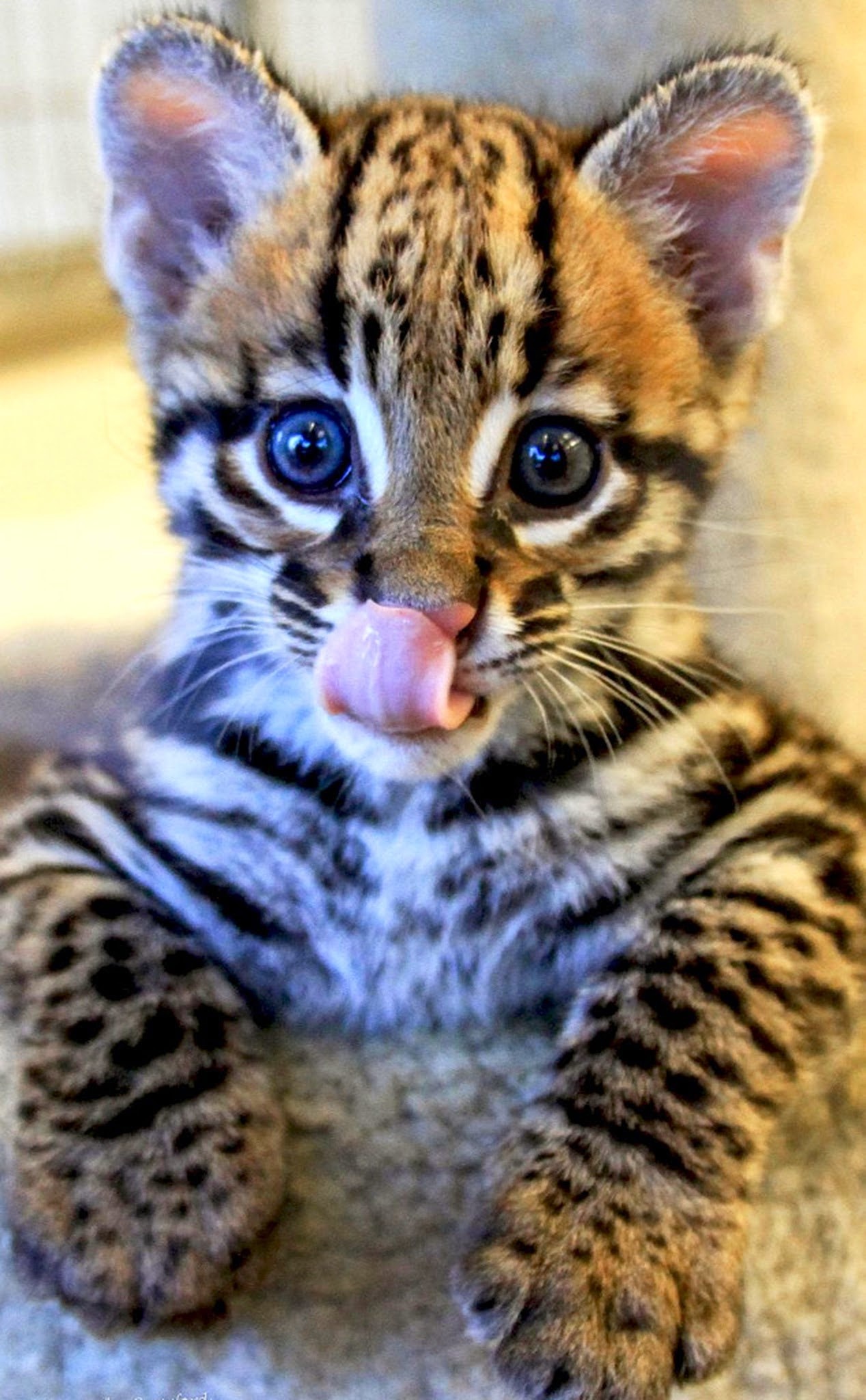 Ocelot wallpaper, Graceful wildcat, Striking poses, Mysterious aura, 1270x2050 HD Phone