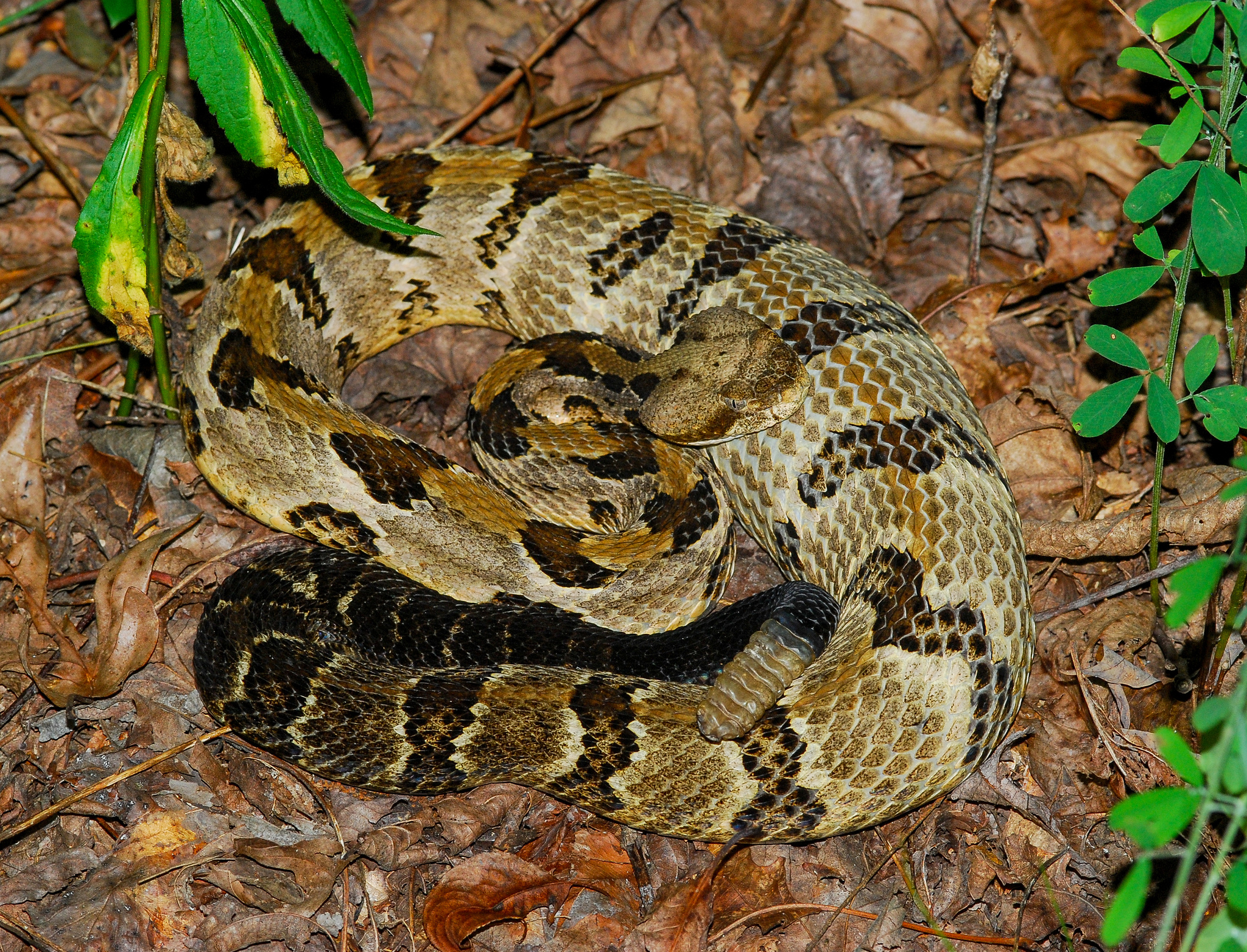 Timber rattlesnake, Unique markings, Rare sighting, Observational data, 2050x1570 HD Desktop