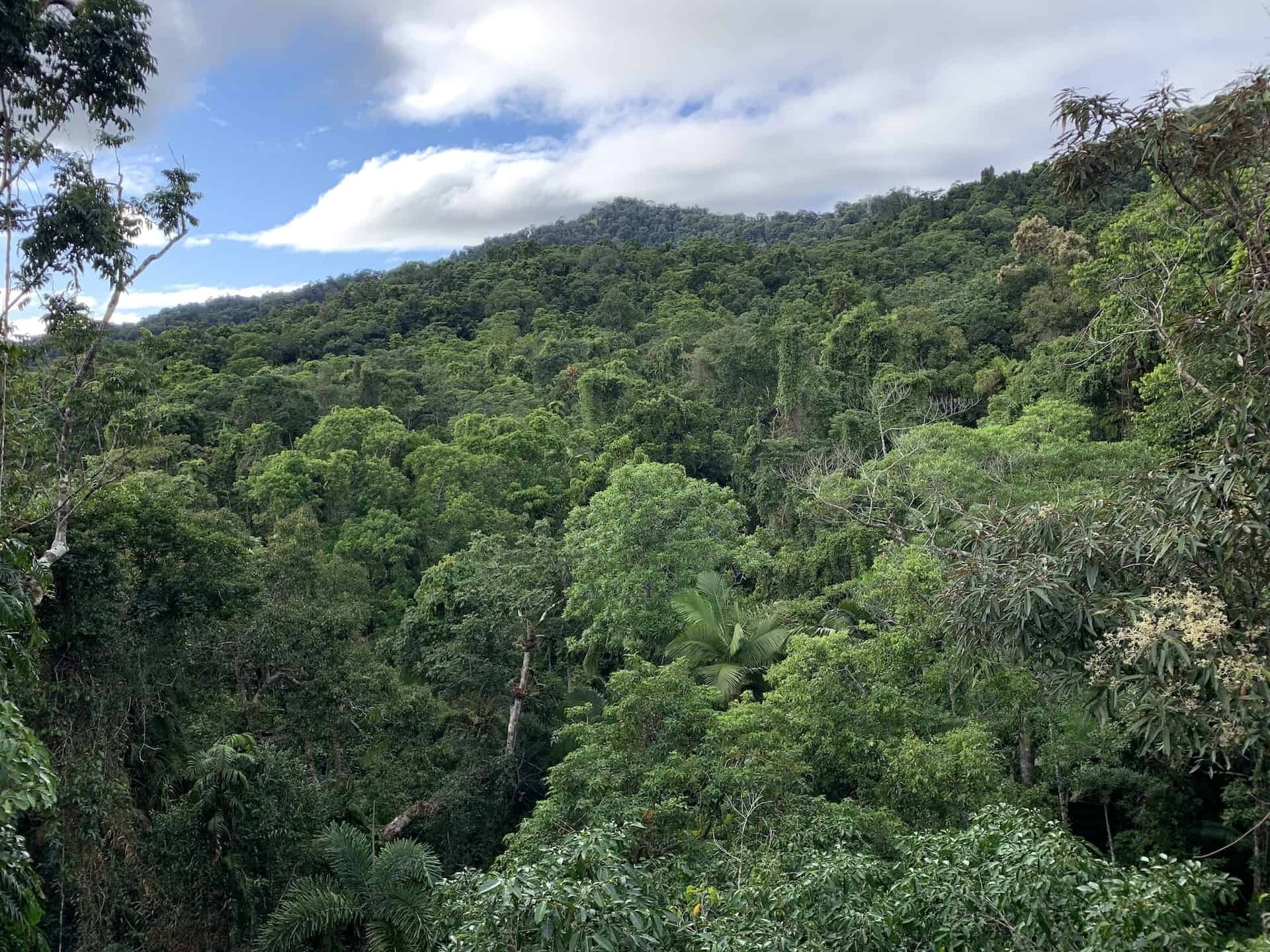 Daintree National Park, Discovery Centre, Australian travel guide, Nature exploration, 1920x1440 HD Desktop