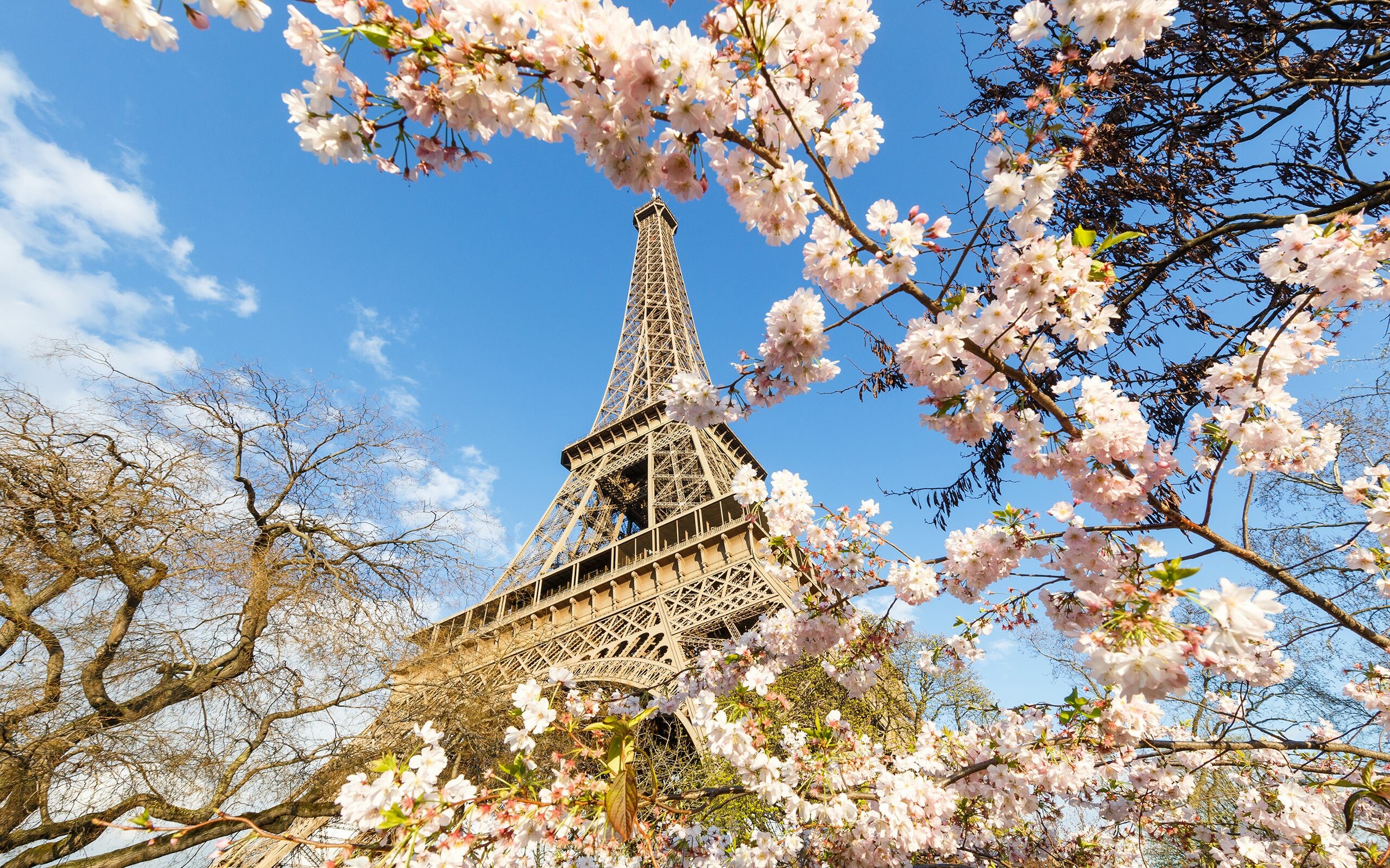 Eiffel Tower, Spring Wallpaper, 2560x1600 HD Desktop