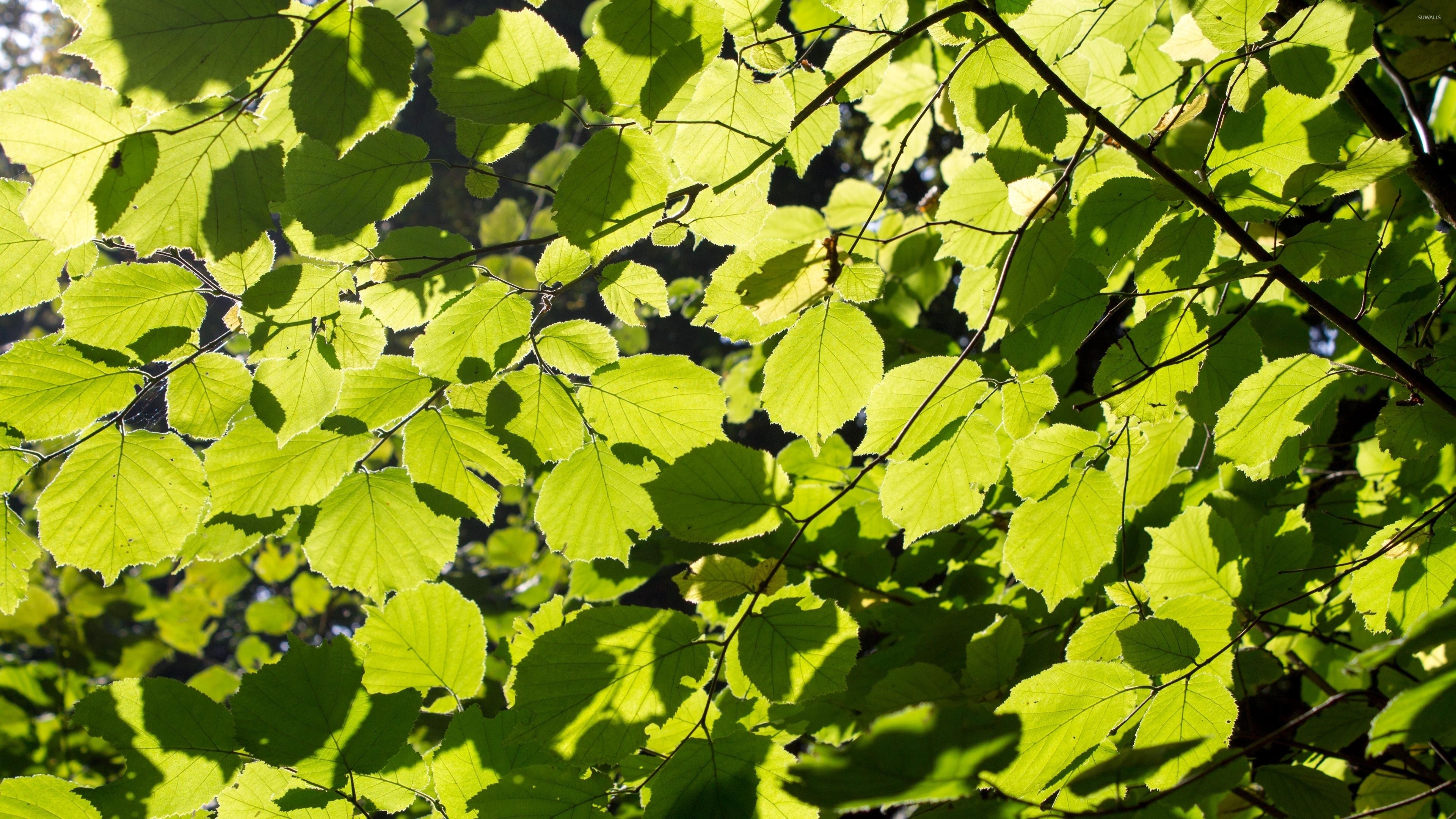 Linden Tree, top free, backgrounds, Nature, 3840x2160 4K Desktop