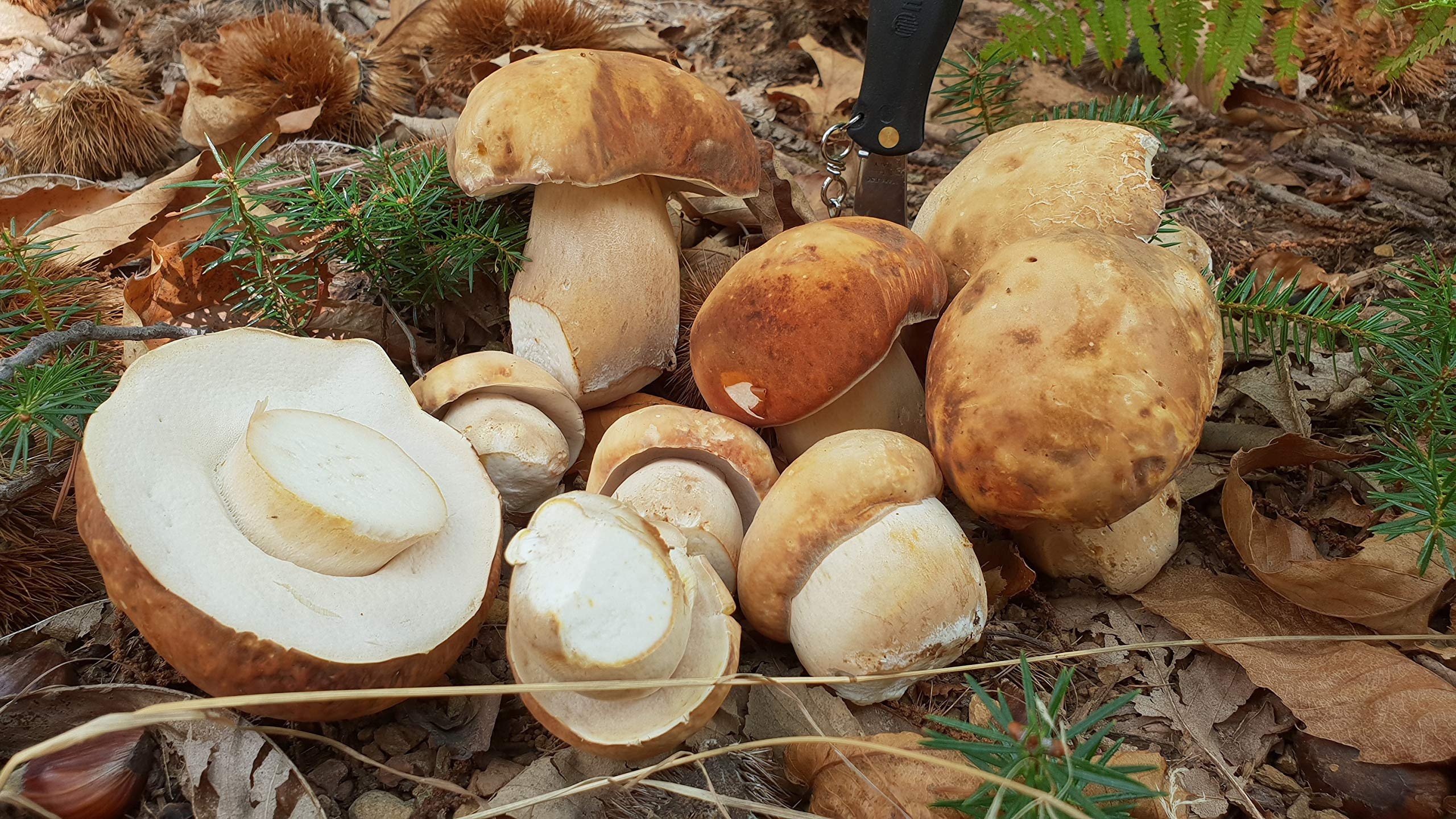 Sun-dried wild porcini, Greek forests, Desertcart, Culinary gem, 2560x1440 HD Desktop