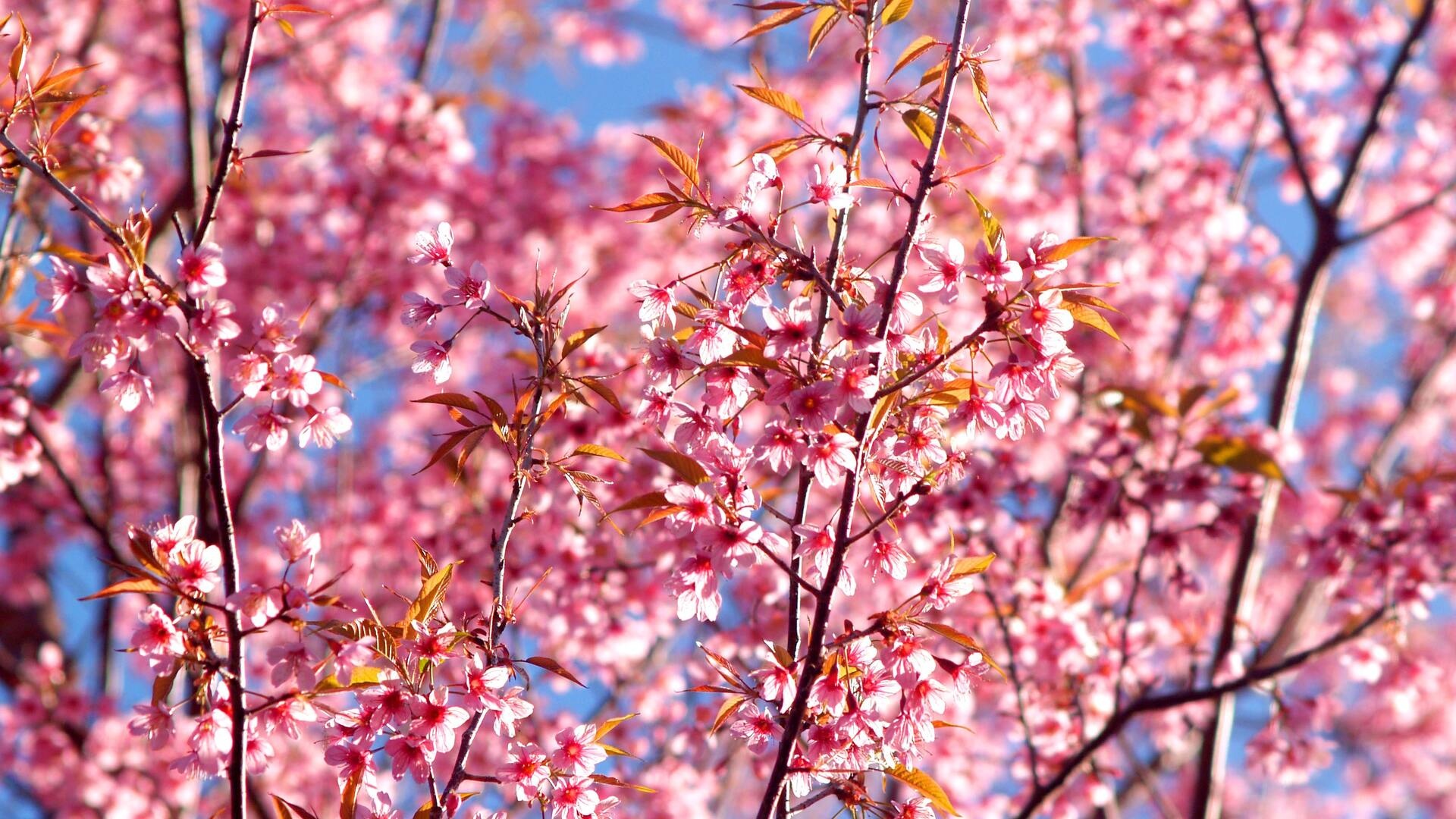 pink cherry blossoms, flowering tree branches, clear blue sky, Full HD Desktop wallpaper