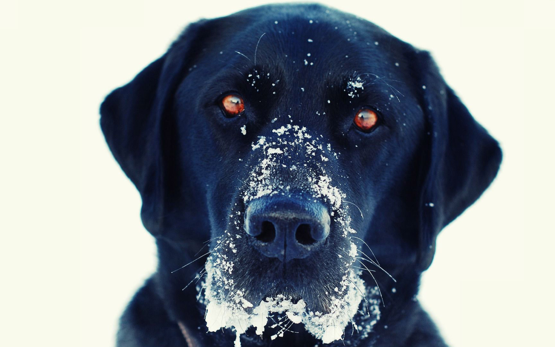 Black lab, Computer wallpaper, Furry friend, Playful nature, 1920x1200 HD Desktop