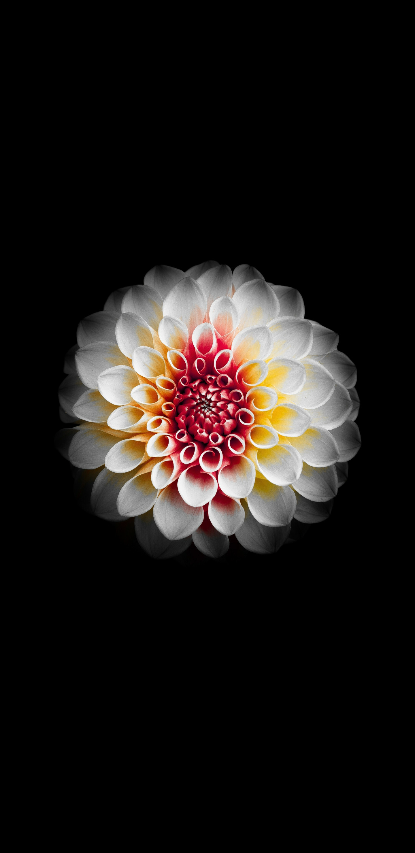 Dahlia wallpapers, HD backgrounds, Nature beauty, Floral, 1440x2960 HD Phone