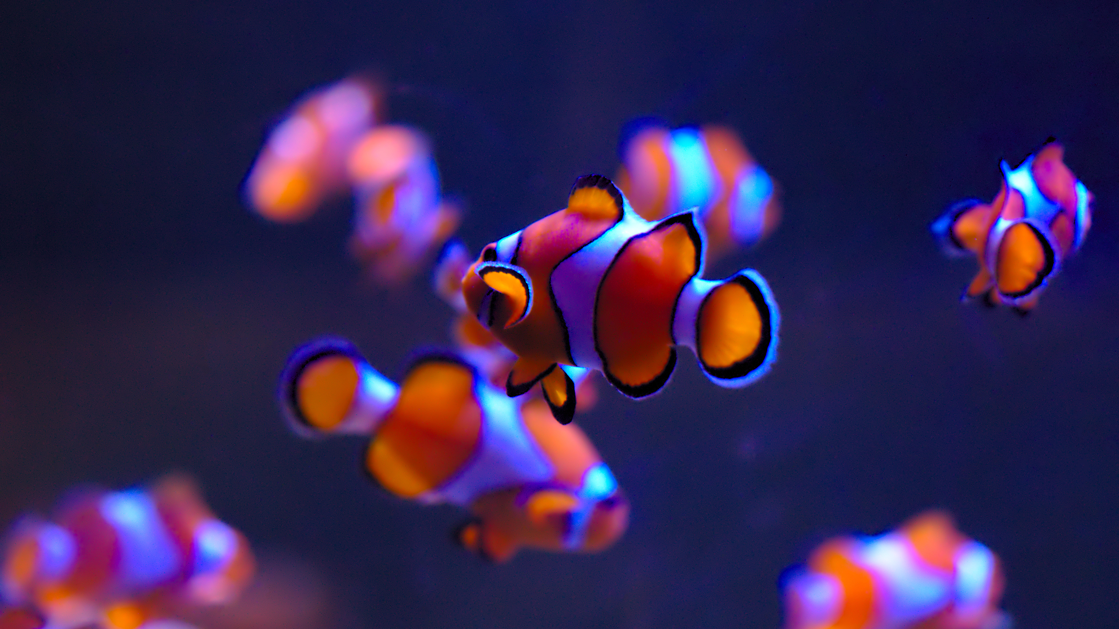 Ocellaris clownfish group, Dark aquarium bokeh, Violet blue lighting, 4K Desktop wallpaper