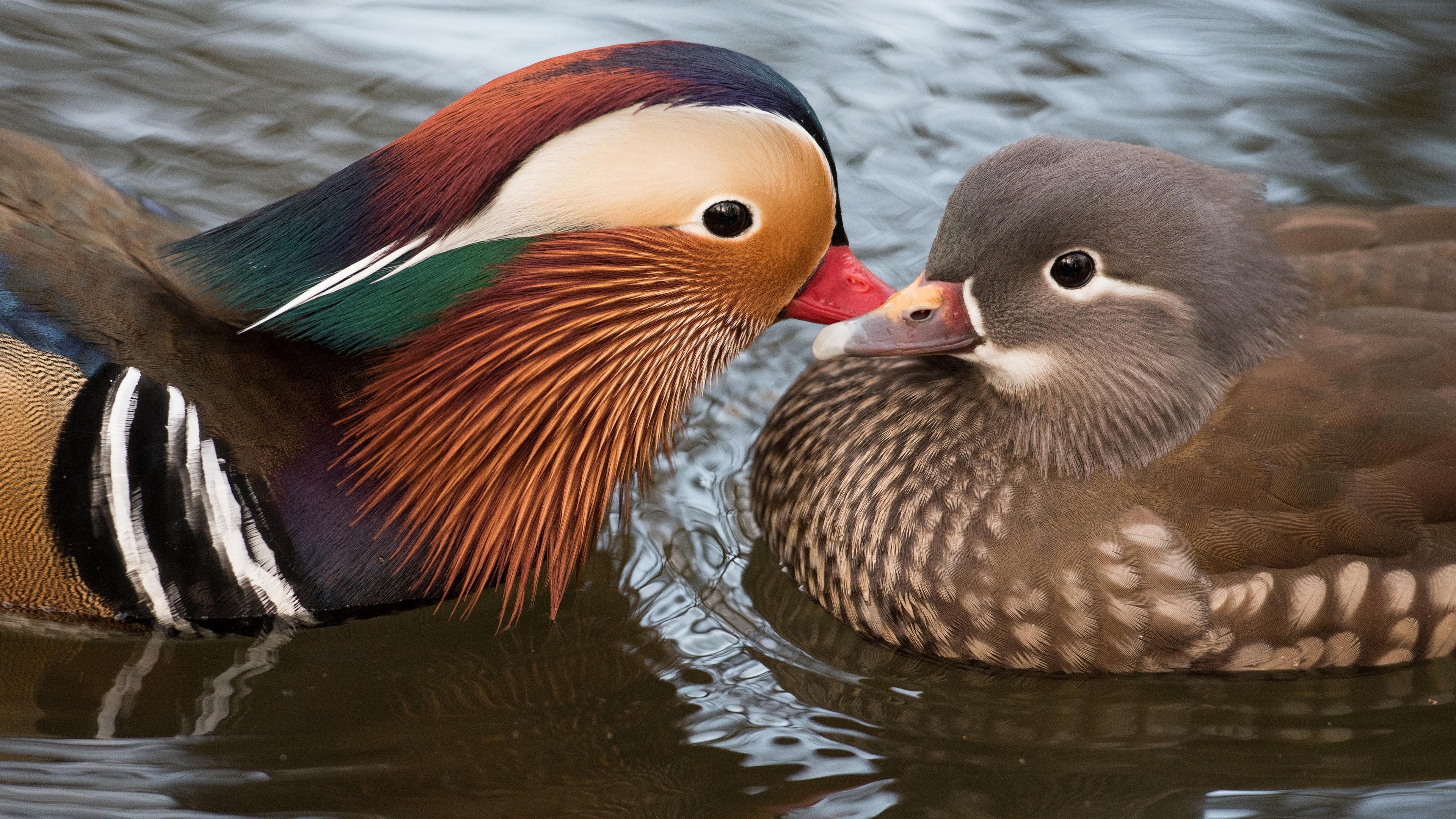 Stunning mandarin duck, High-resolution wallpapers, Top free backgrounds, Splendid plumage, 3840x2160 4K Desktop