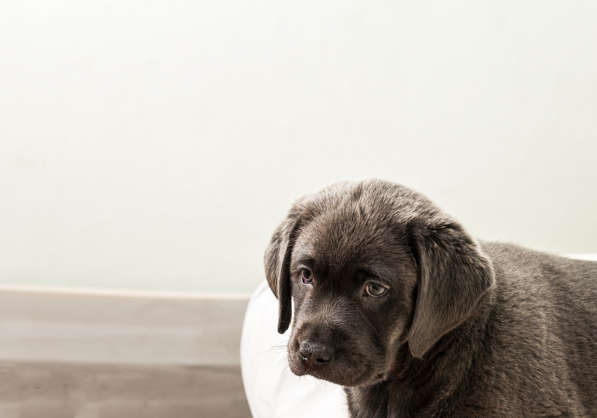 Labilu Labrador Retrieverzucht, Ein Welpe zieht ein, Bergisches Land, Aufzucht und Pflege, 2000x1400 HD Desktop