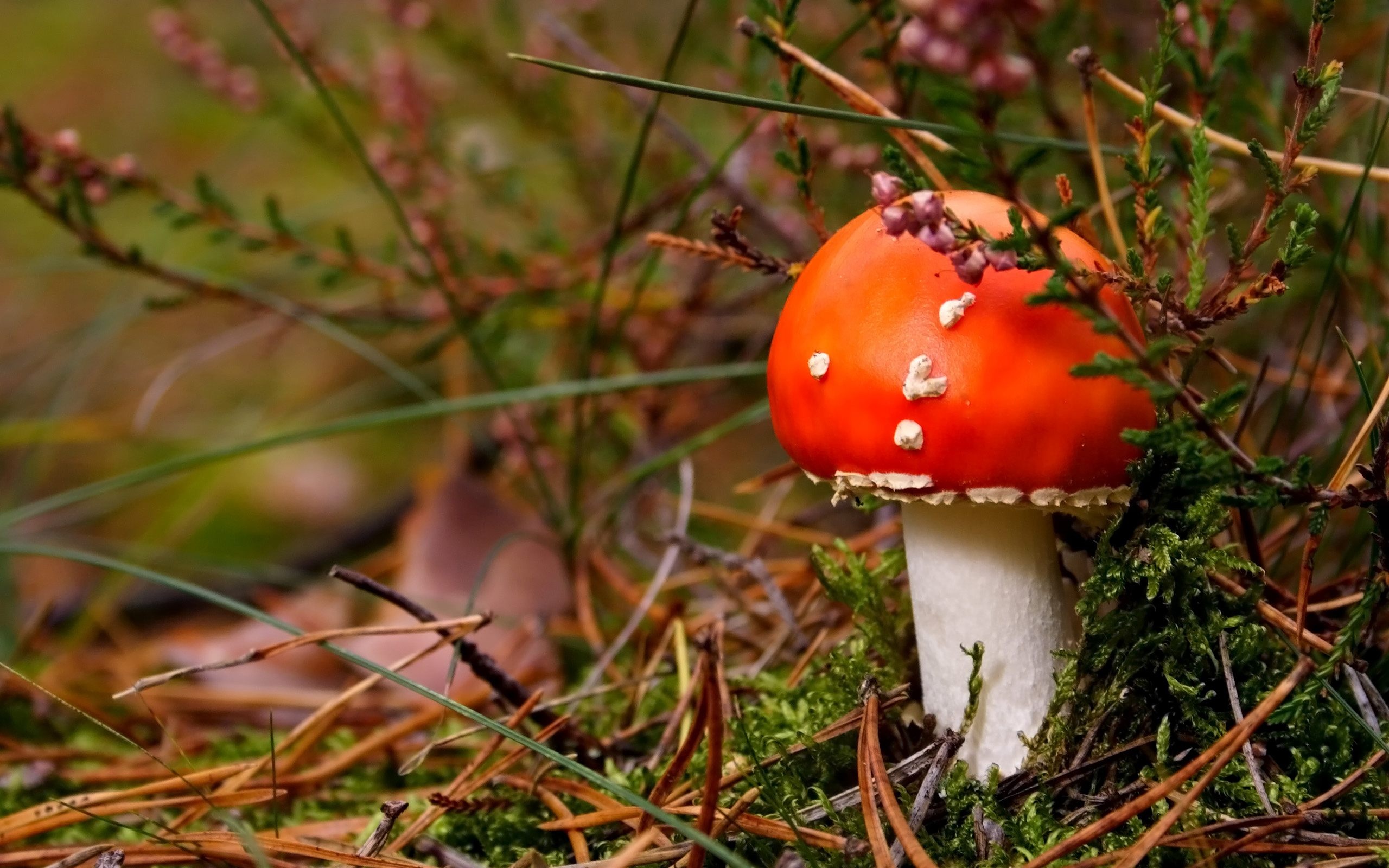 Amanita, Nature, Fliegenpilz, Poisonous, 2560x1600 HD Desktop