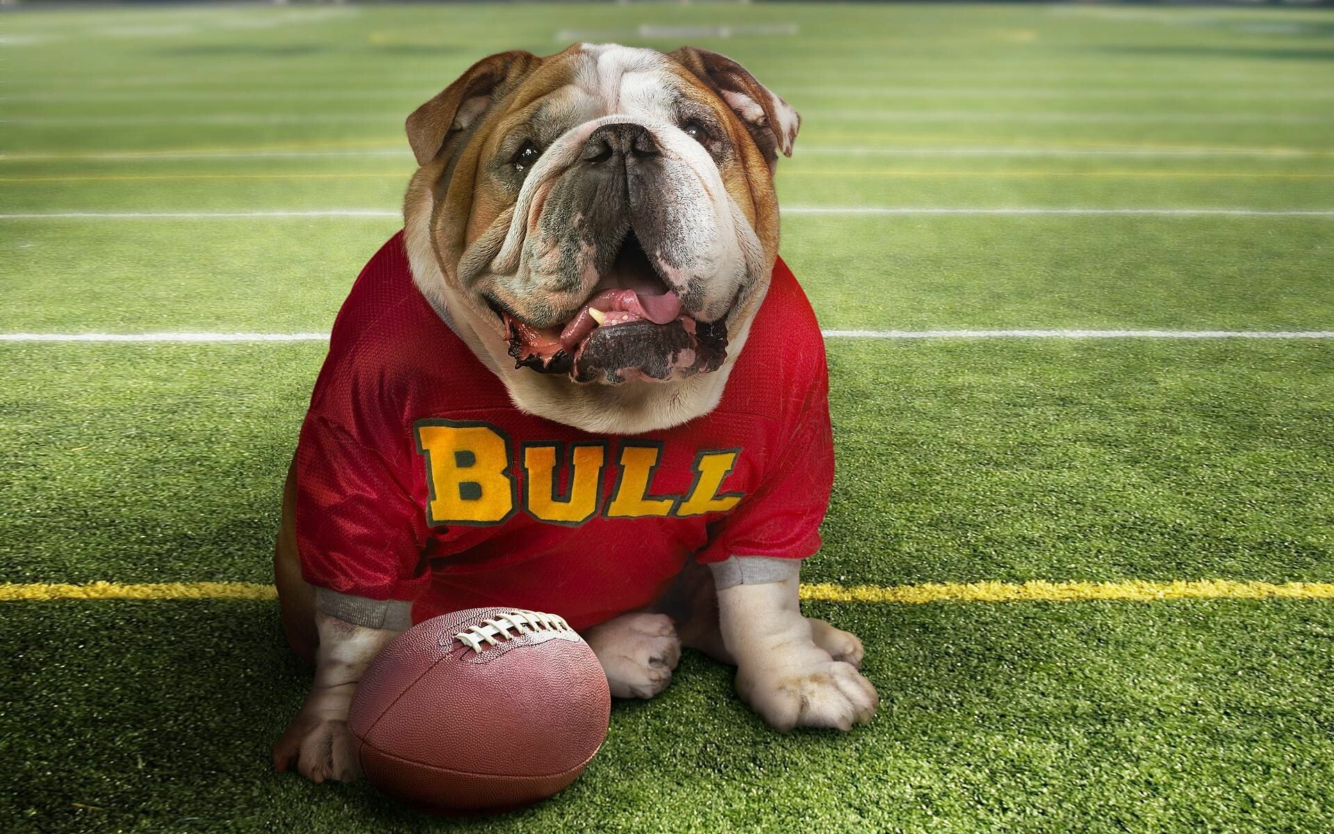 Bulldog, Cool the bulldog wallpaper, Expert, 1920x1200 HD Desktop