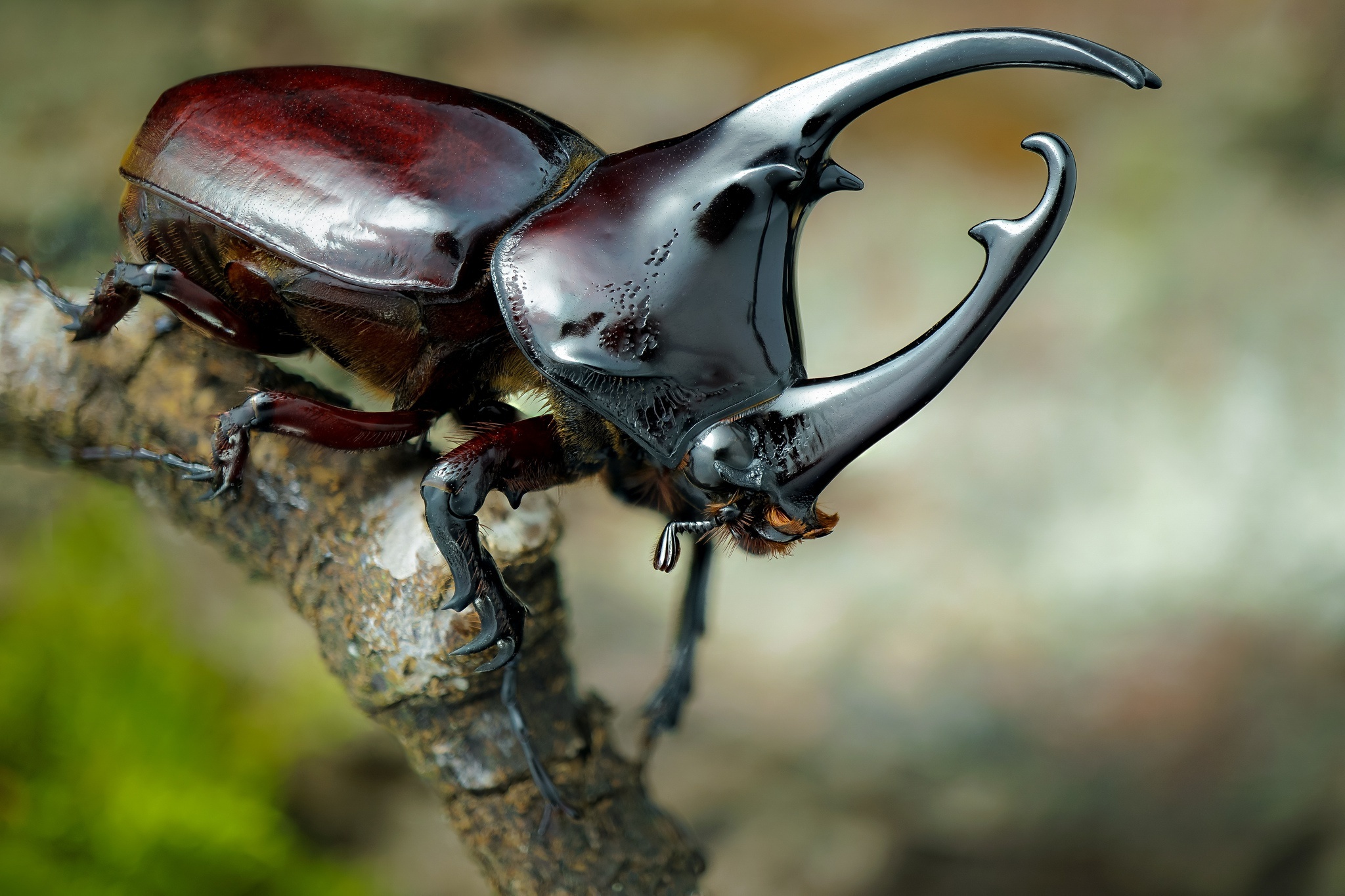 Beetle, Rhinoceros beetle wallpapers, Animal, HQ, 2050x1370 HD Desktop