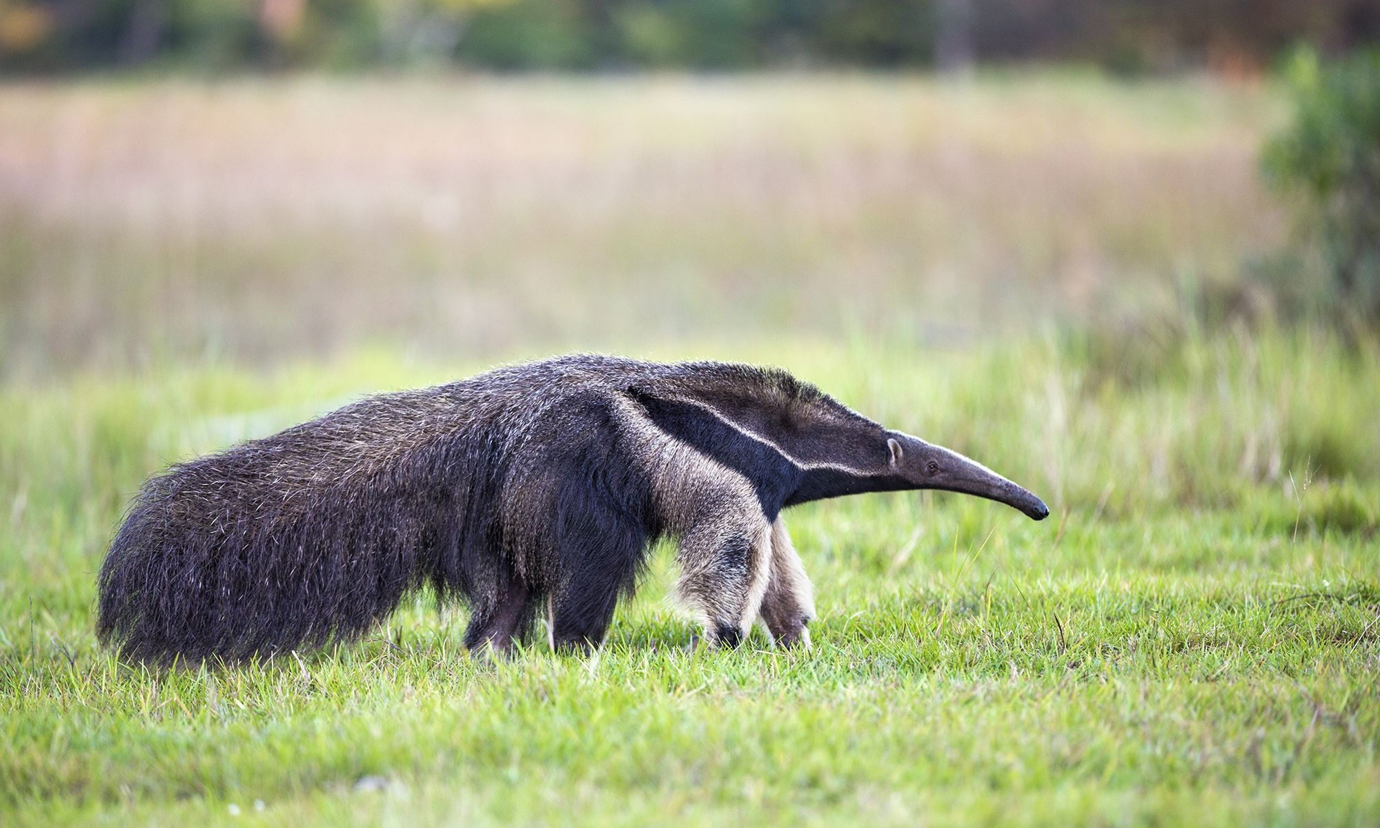 Anteater, Top free backgrounds, Wildlife, Mammals, 2000x1200 HD Desktop
