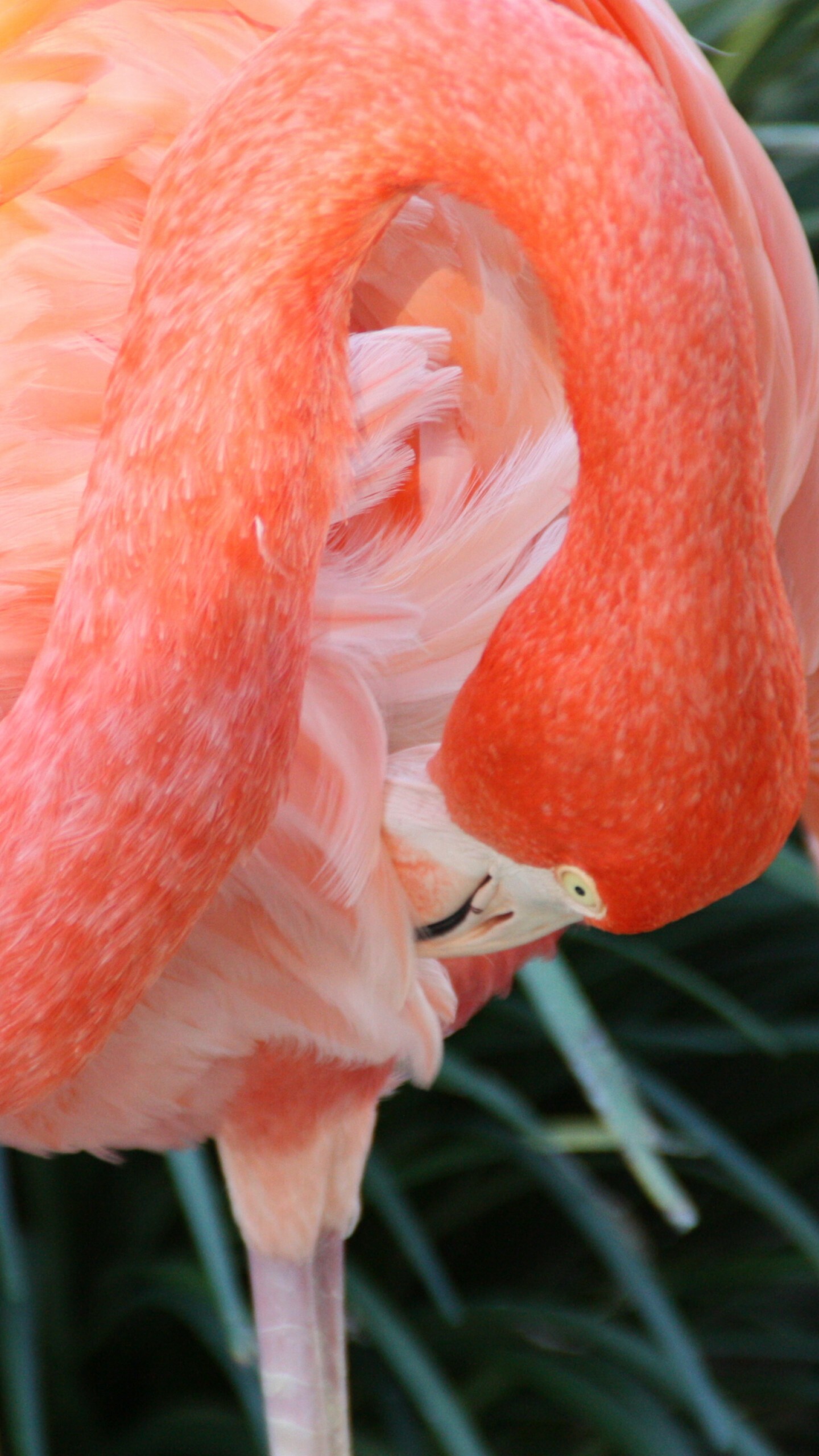 Flamingo wallpaper, HD, 4K, Red plumage, 1440x2560 HD Phone