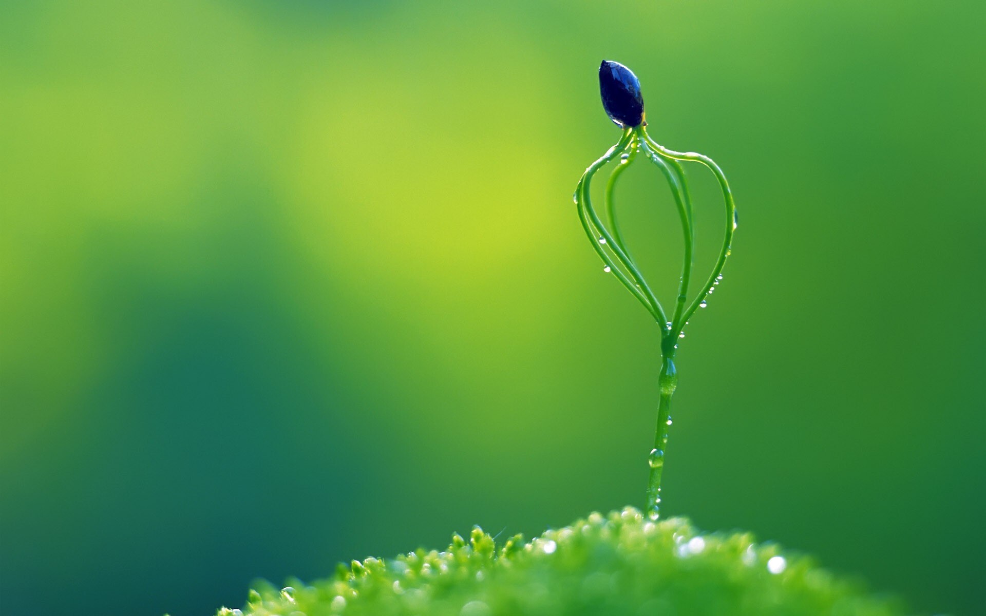 Stem, Go Green Wallpaper, 1920x1200 HD Desktop