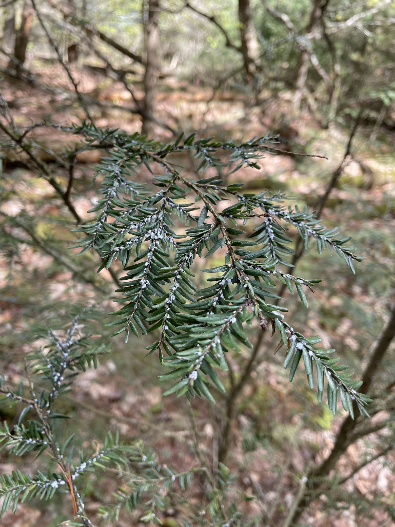 Northeast's hemlock trees, Conservation efforts, Tiny fly's impact, Saving an ecosystem, 1600x2140 HD Phone