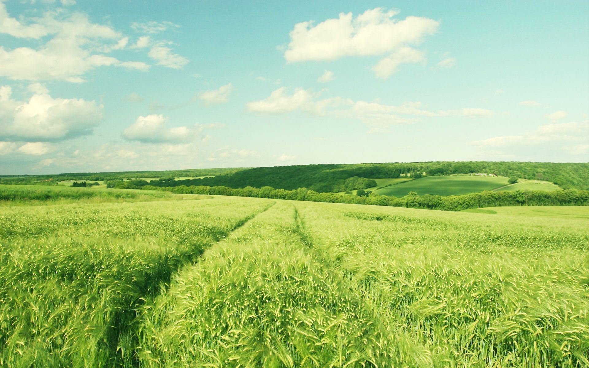 green barley field, rolling forested hills, bright summer sky, HD Desktop wallpaper