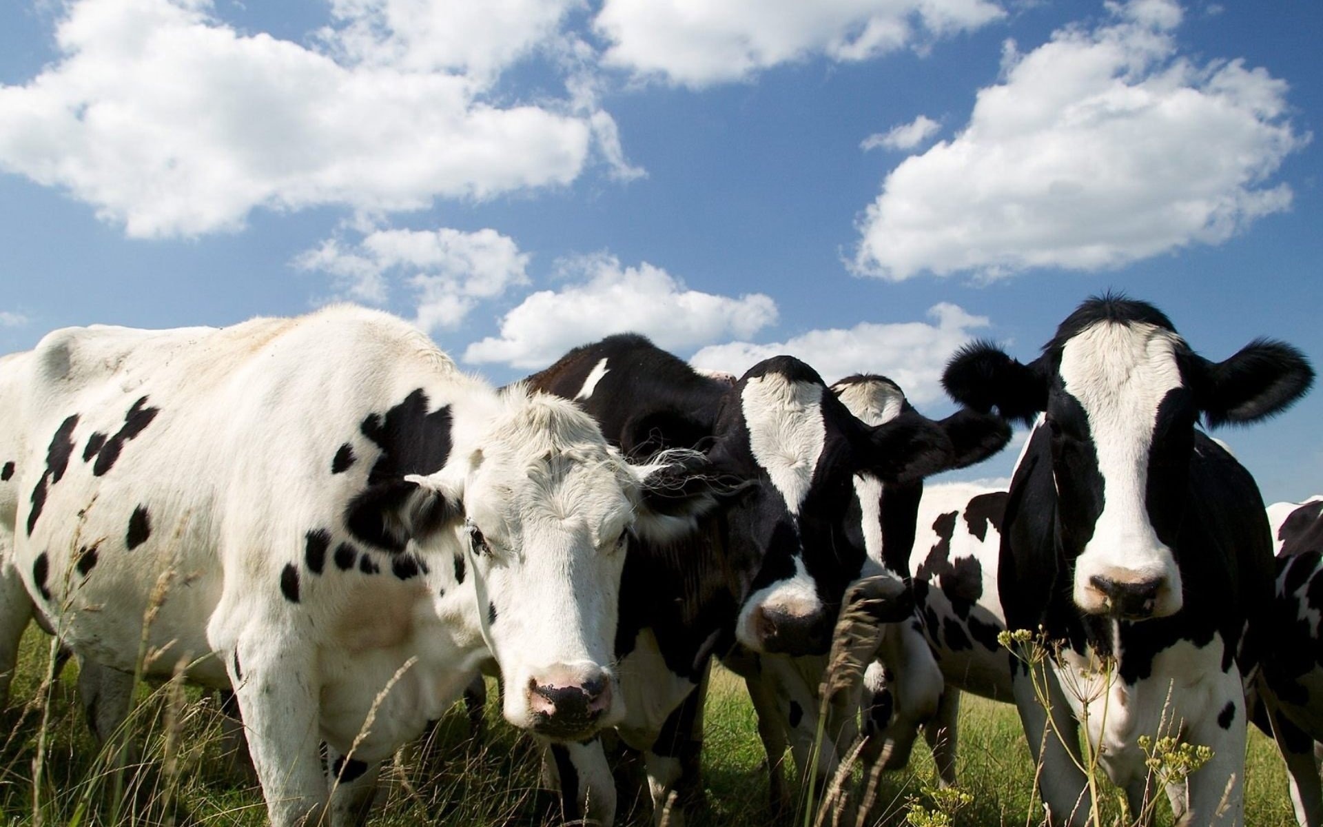 Adorable cow wallpaper, Gentle farm animals, Majestic animal presence, Countryside beauty, 1920x1200 HD Desktop