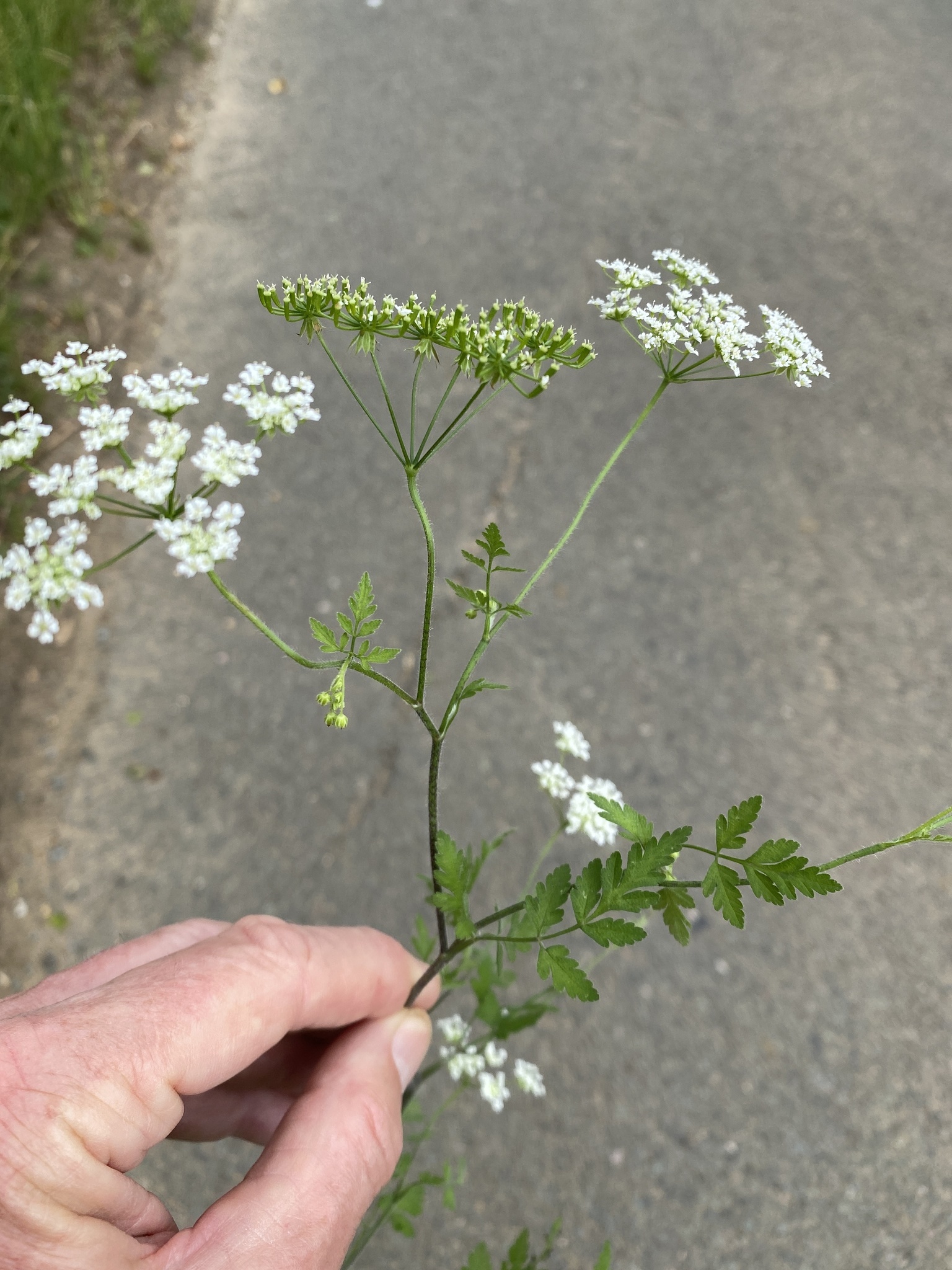 Chervil, Rough chervil, Chaerophyllum temulum, 1540x2050 HD Phone