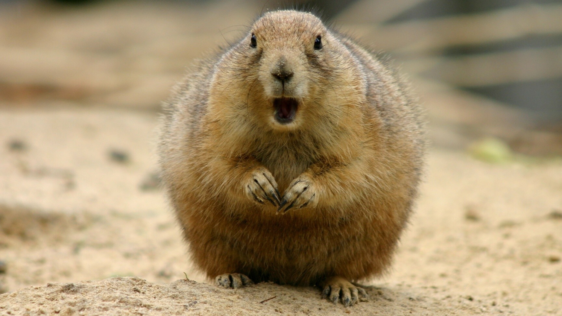 Groundhog Day, Holiday wallpaper, 1920x1080 Full HD Desktop