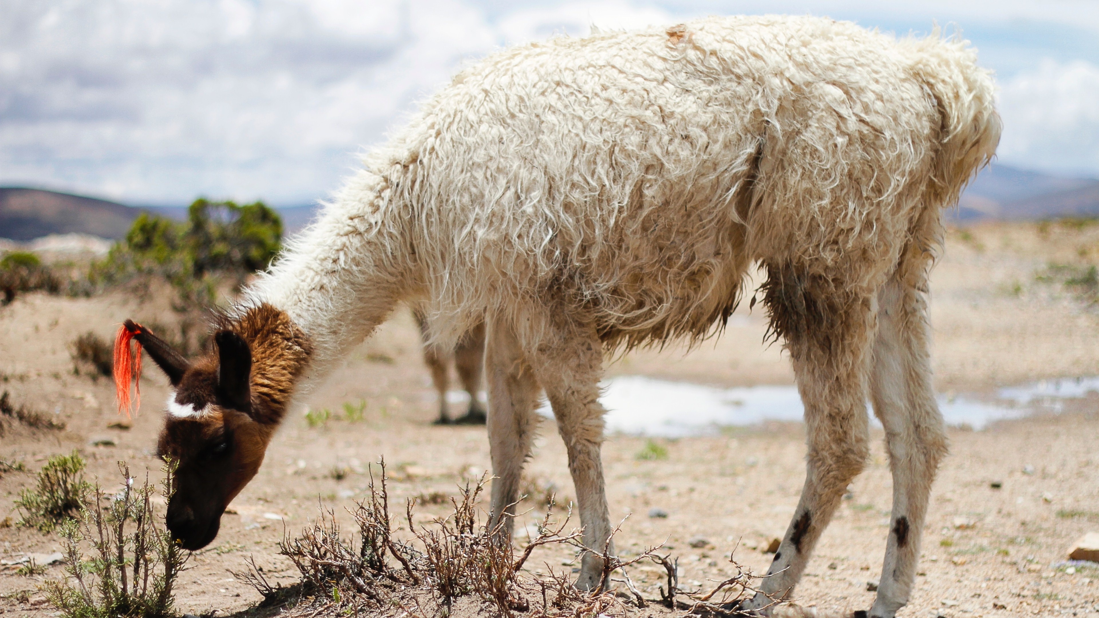 White alpaca, High definition 4k, Stunning wallpaper, 42230, 3840x2160 4K Desktop