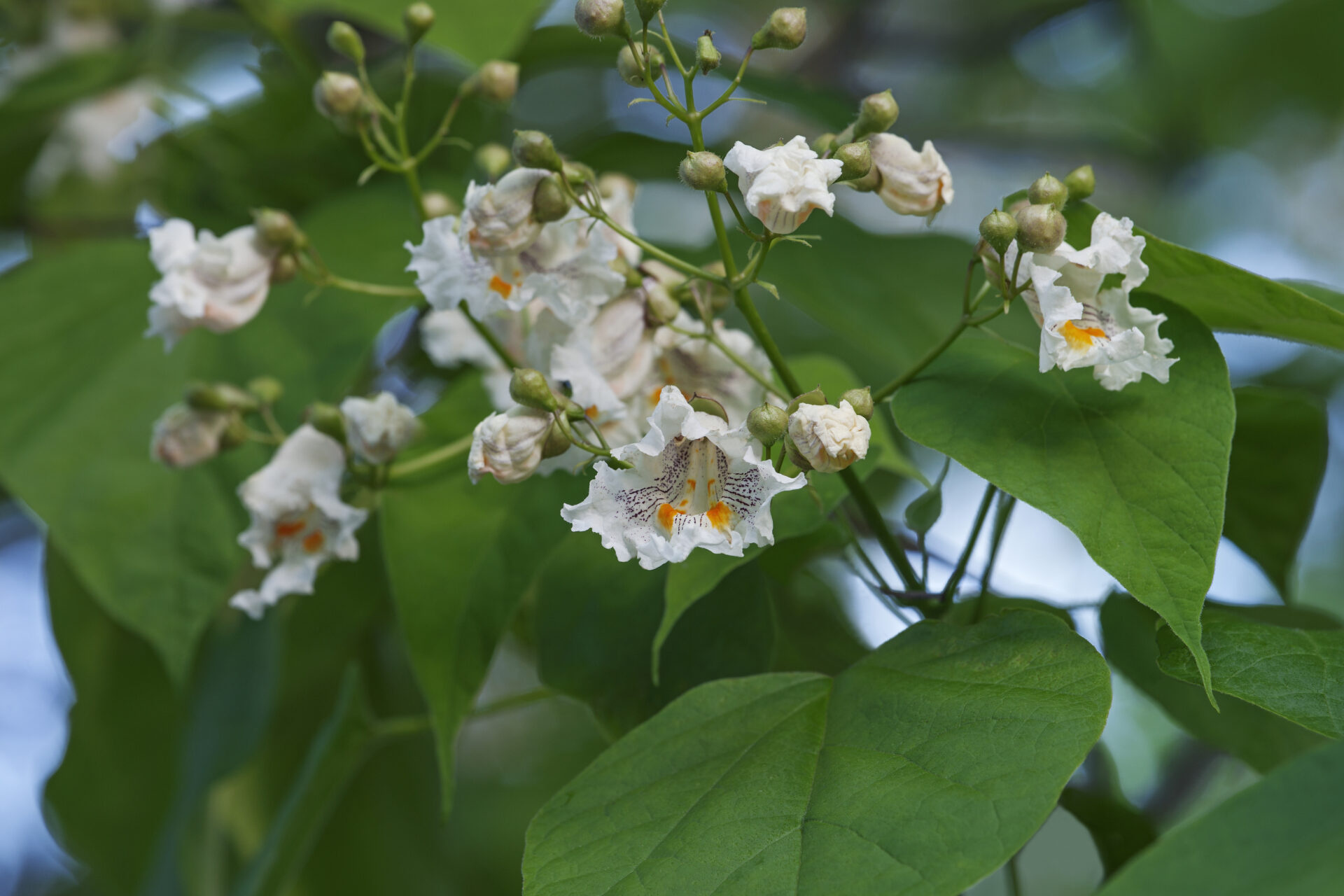 Catalpa images, Free download, Nature, Flowering tree, 1920x1280 HD Desktop
