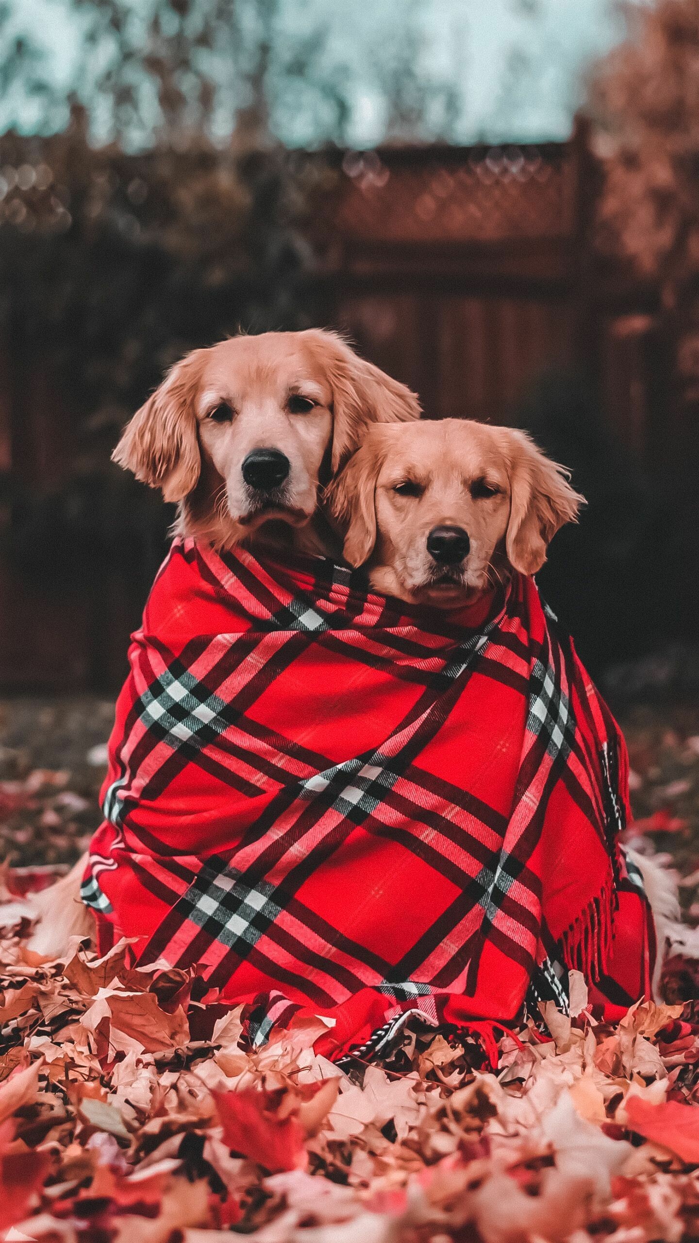 Animated wallpapers, Cute dog wallpaper, Cute animals, Cute animal photos, 1440x2560 HD Phone