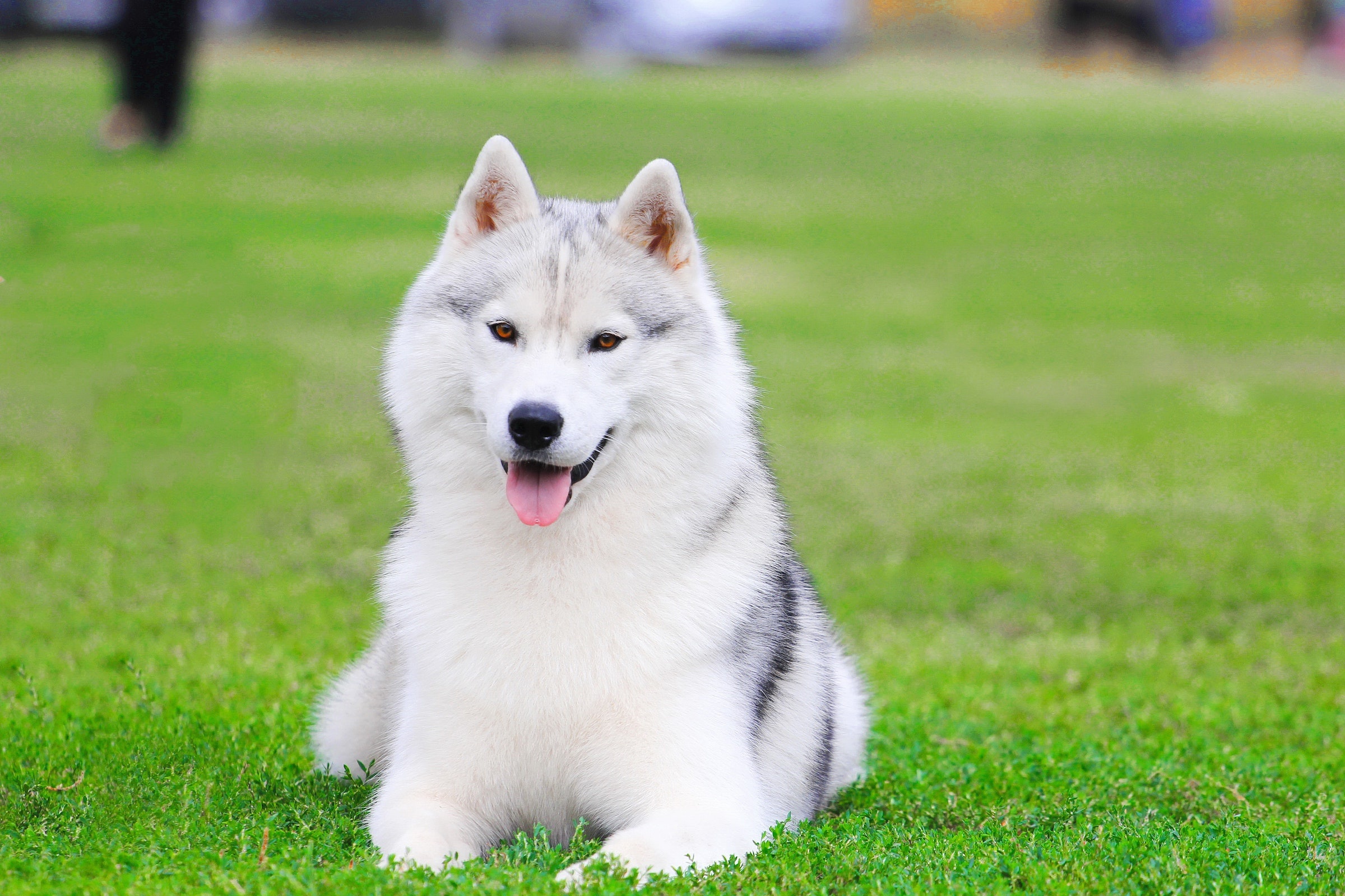 Husky's body language, Understanding cues, Communication guide, Pawtracks, 2400x1600 HD Desktop