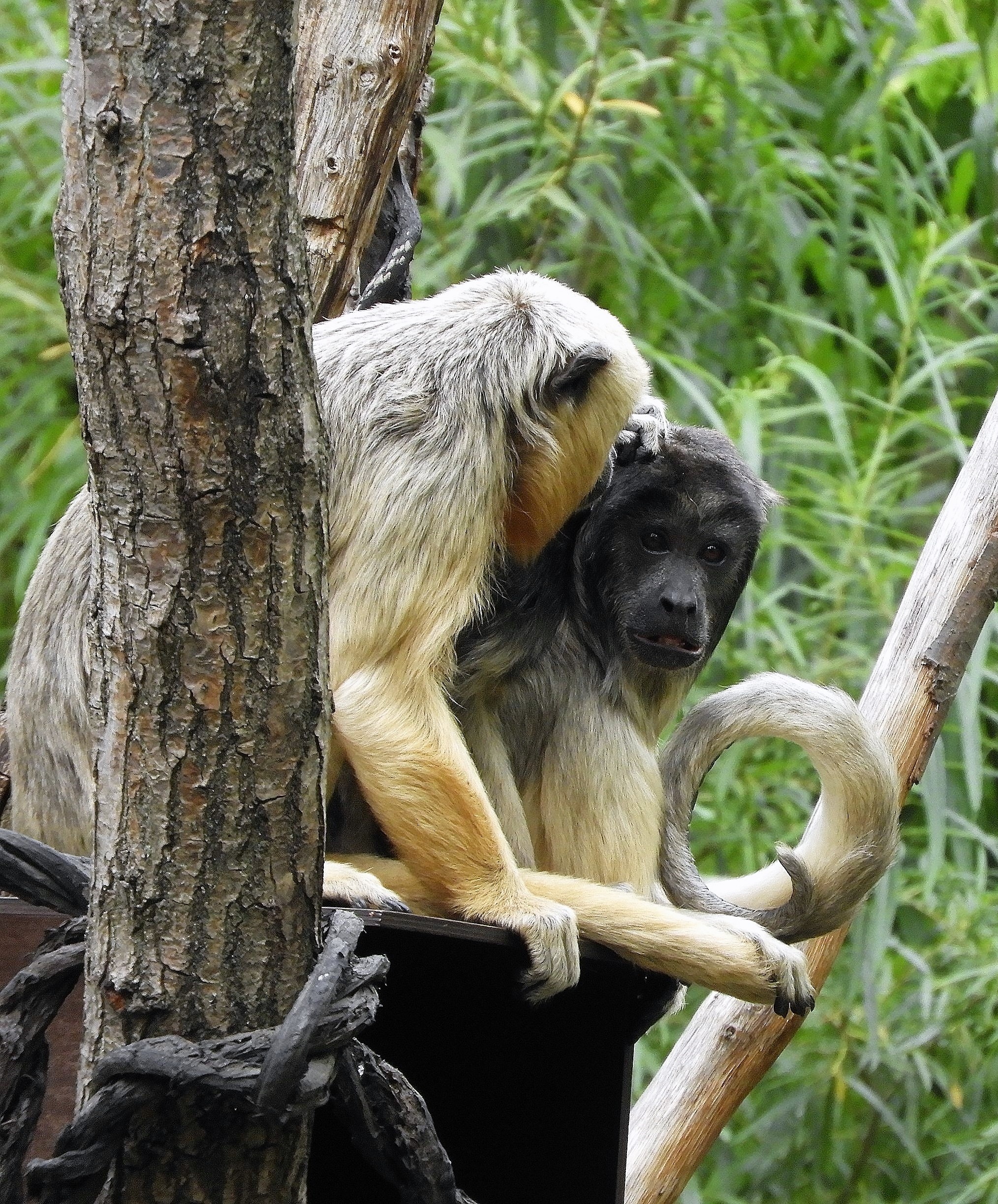 Couple, Howler Monkey Wallpaper, 2030x2450 HD Phone