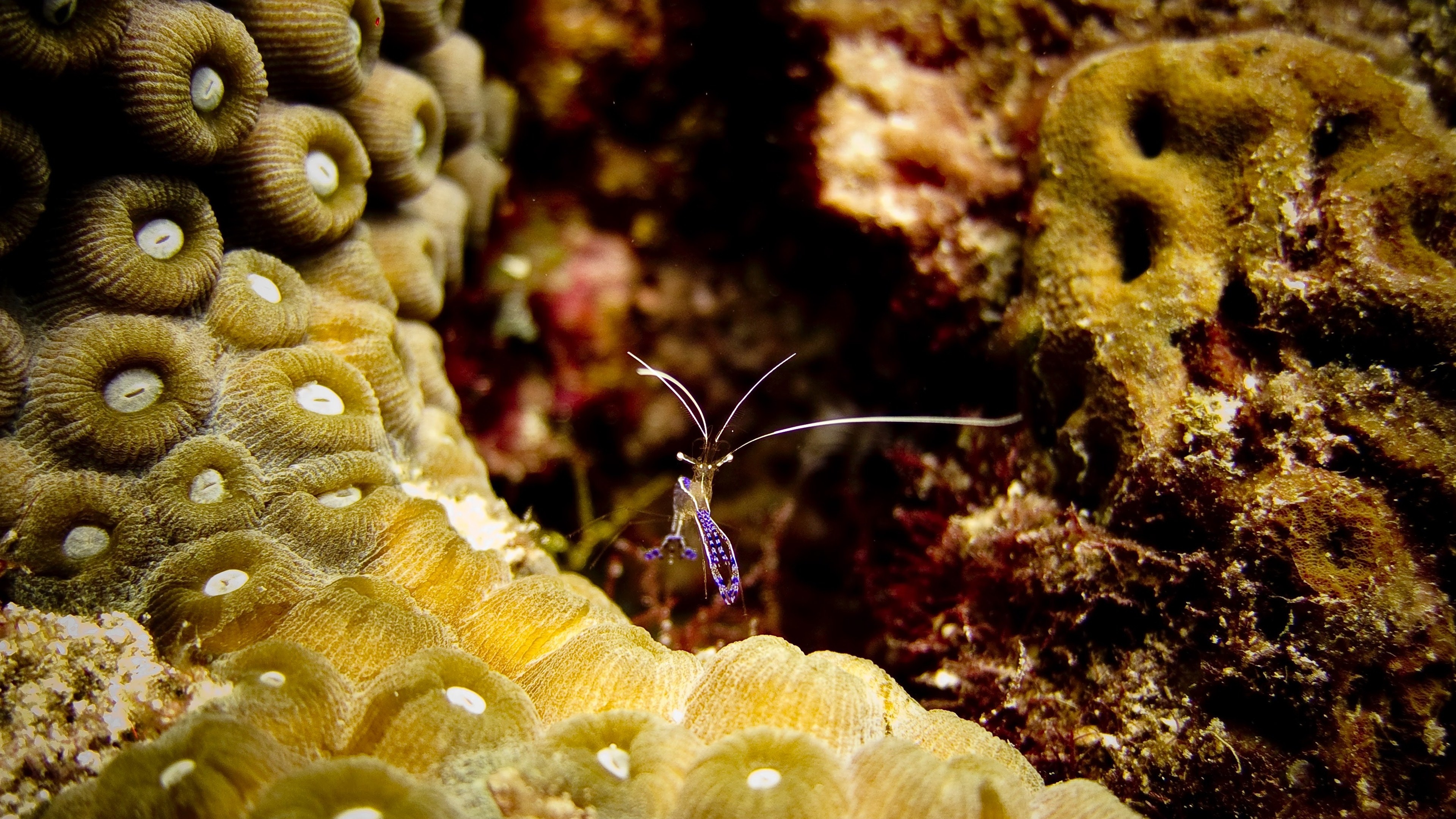Shrimp HD background, Underwater world, Aquatic creature, Baltana wallpaper, 3840x2160 4K Desktop