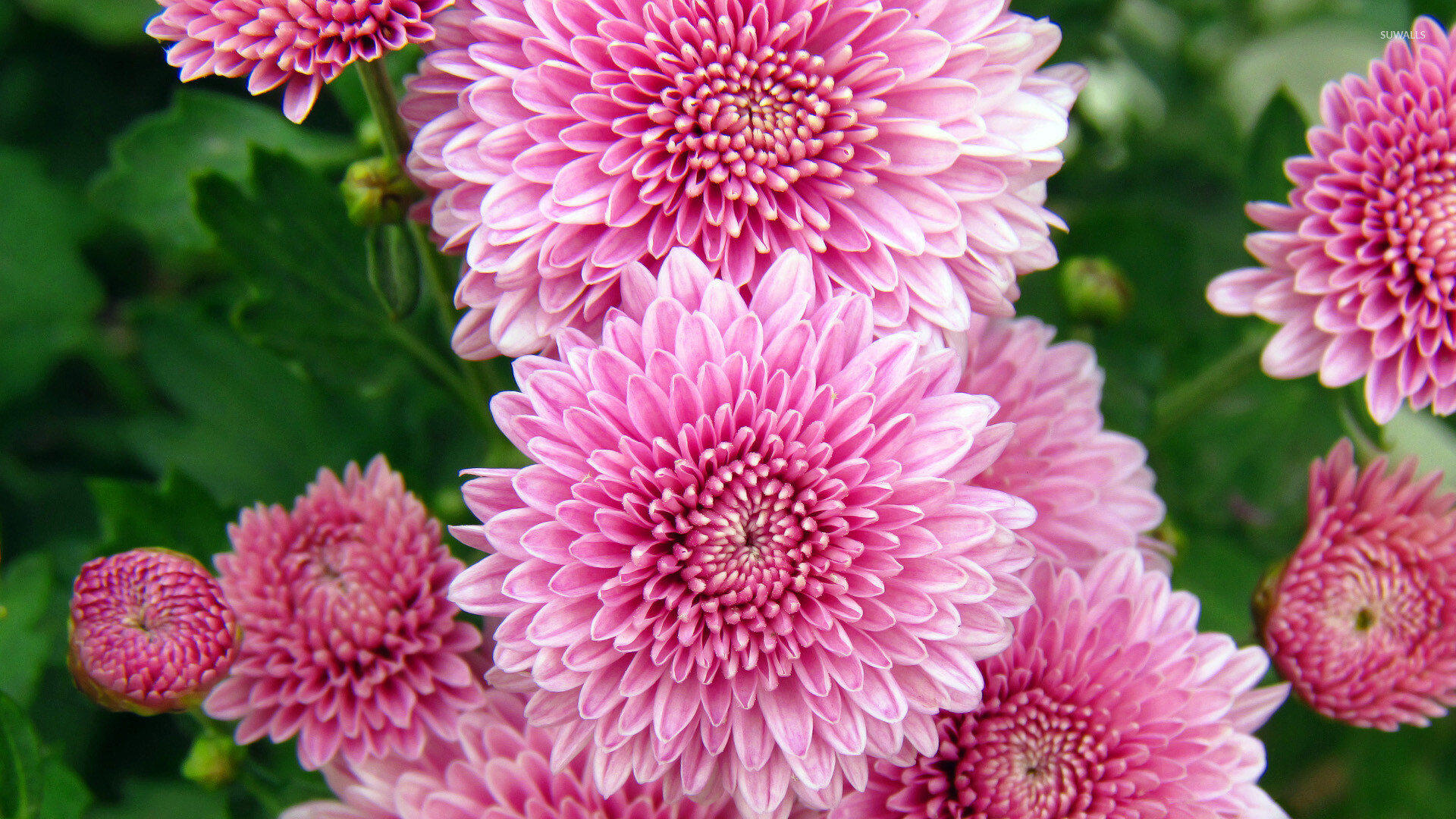 Pink chrysanthemum, Flower wallpapers, Colorful backdrop, Stunning blooms, 1920x1080 Full HD Desktop