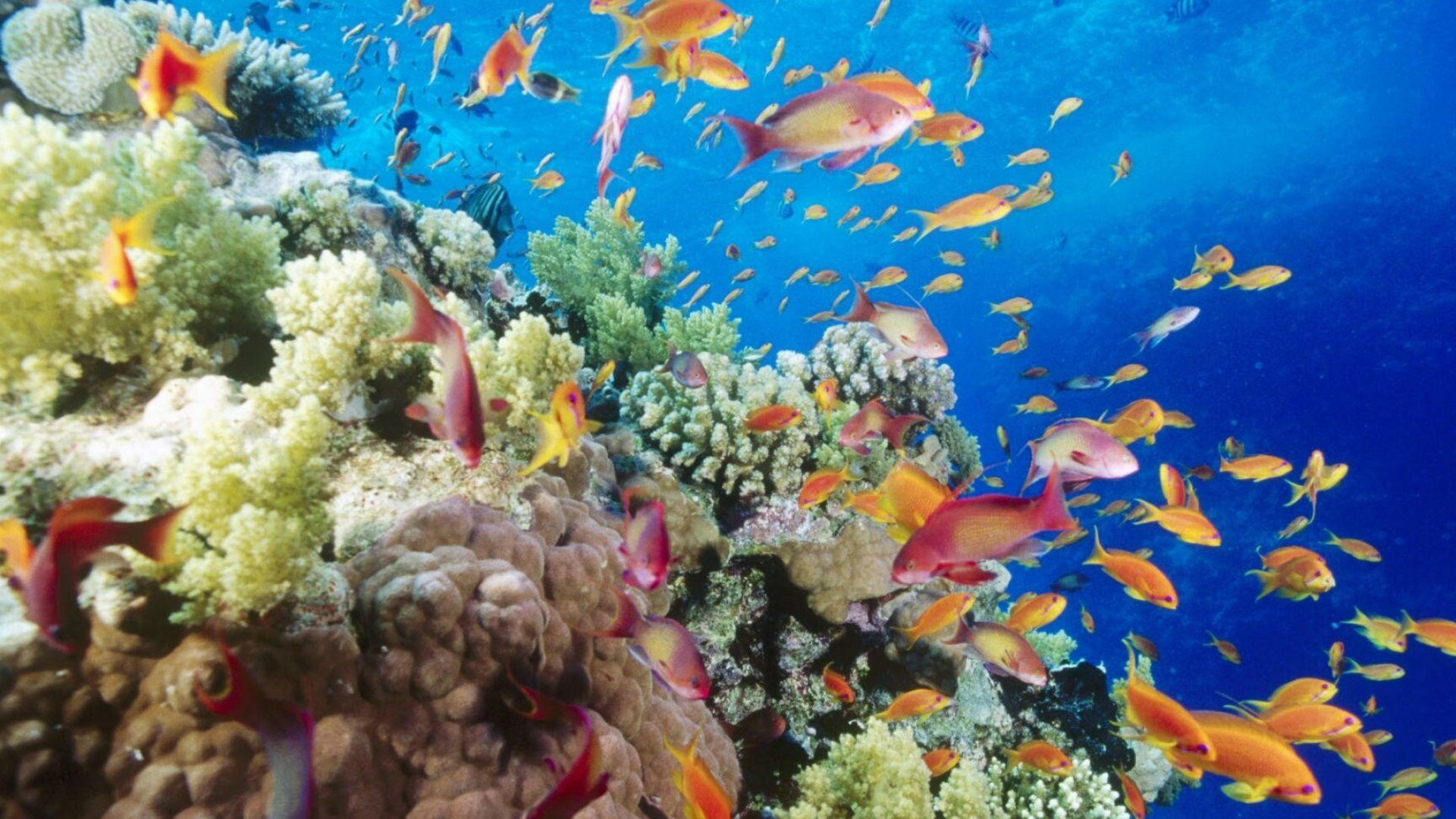 Coral reefs wallpapers, Vibrant underwater scenes, Biodiversity hotspots, Marine ecosystem, 1920x1080 Full HD Desktop