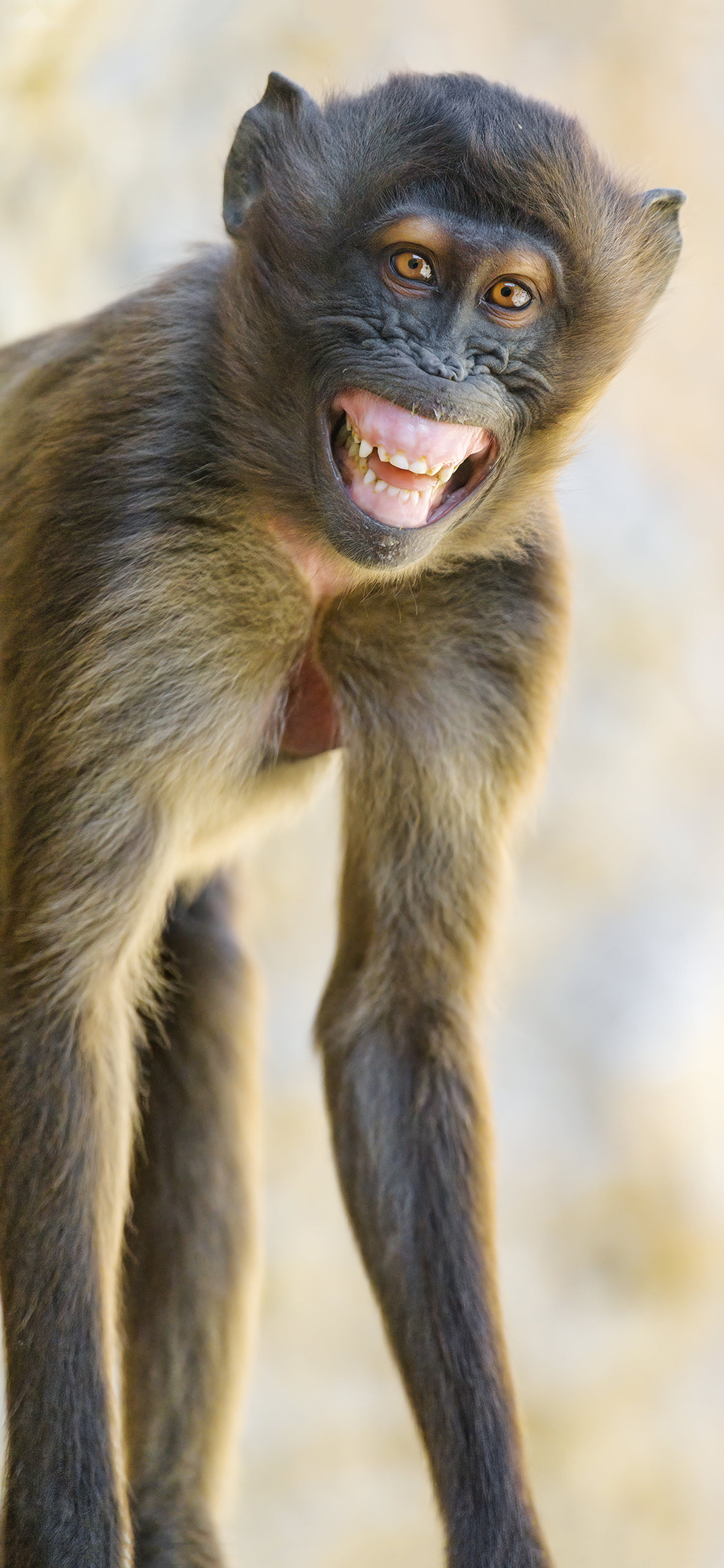 Mobile wallpapers, Monkey wallpaper, 22 monkey, 1080x2340 HD Phone