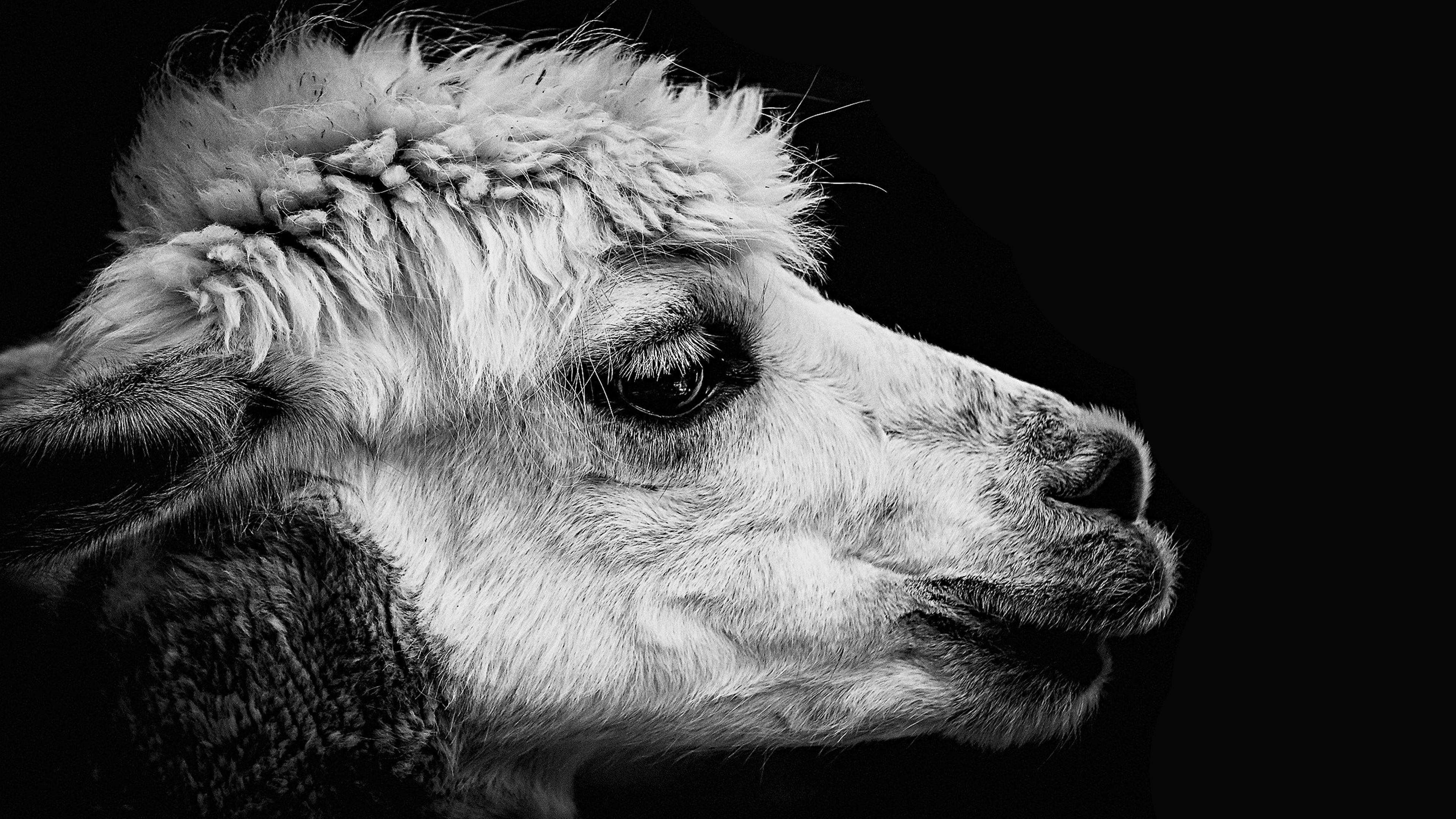 Monochrome, Alpacas Wallpaper, 3840x2160 4K Desktop