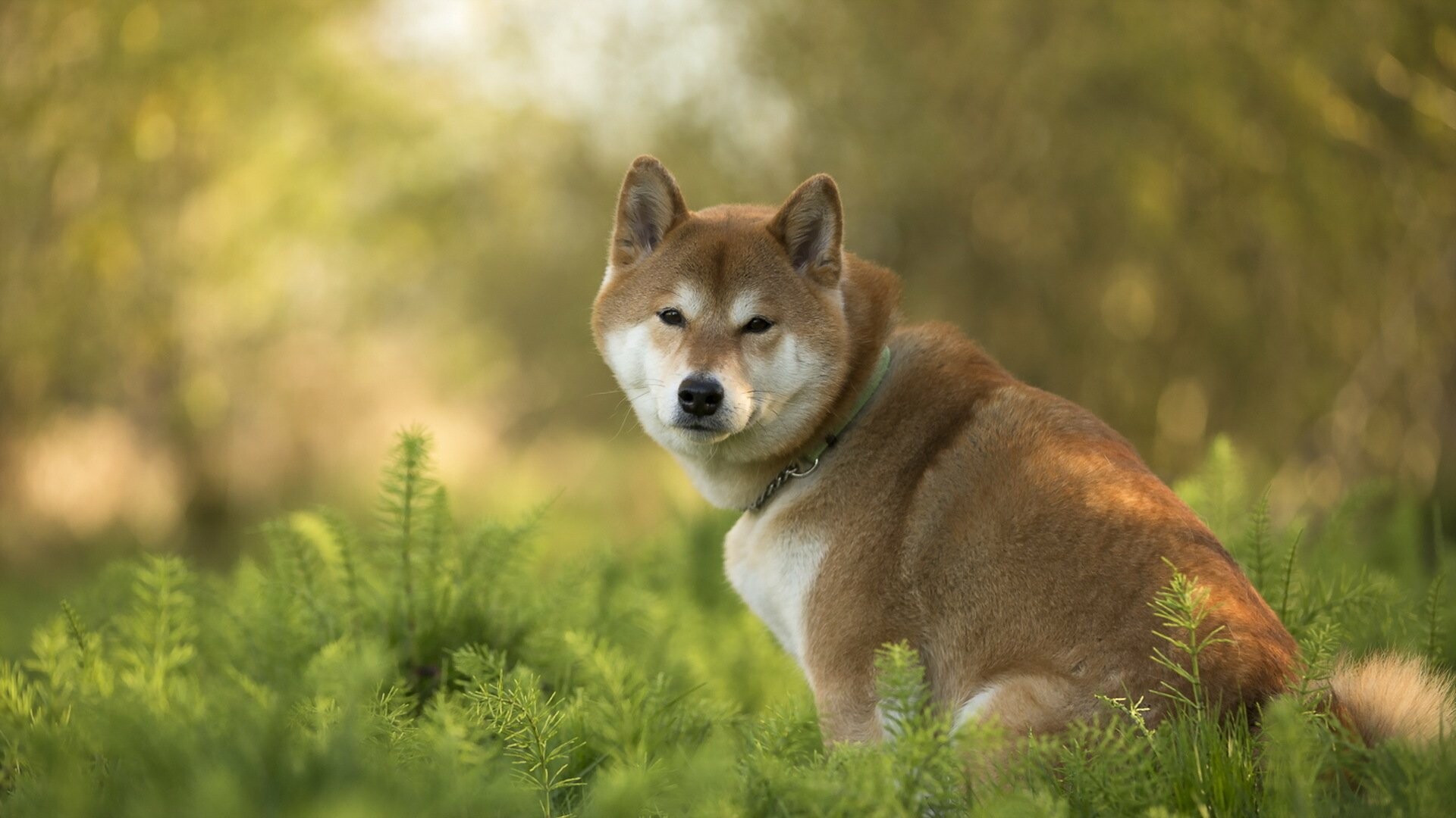 Shiba Inu, HD wallpapers, Background image, Animal, 1920x1080 Full HD Desktop