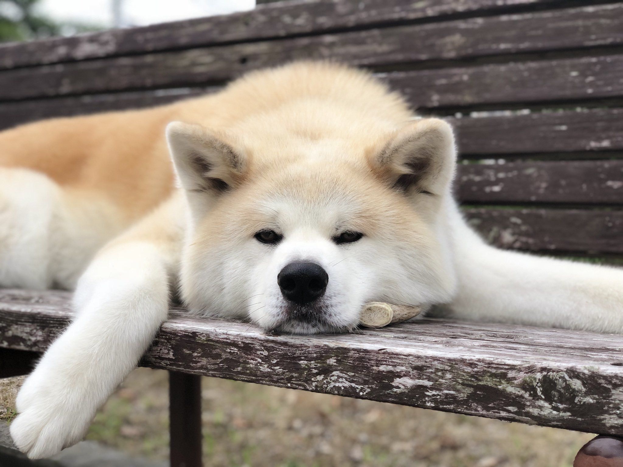 Hokkaido Dog, Akitas, Japanese akita, 2050x1540 HD Desktop