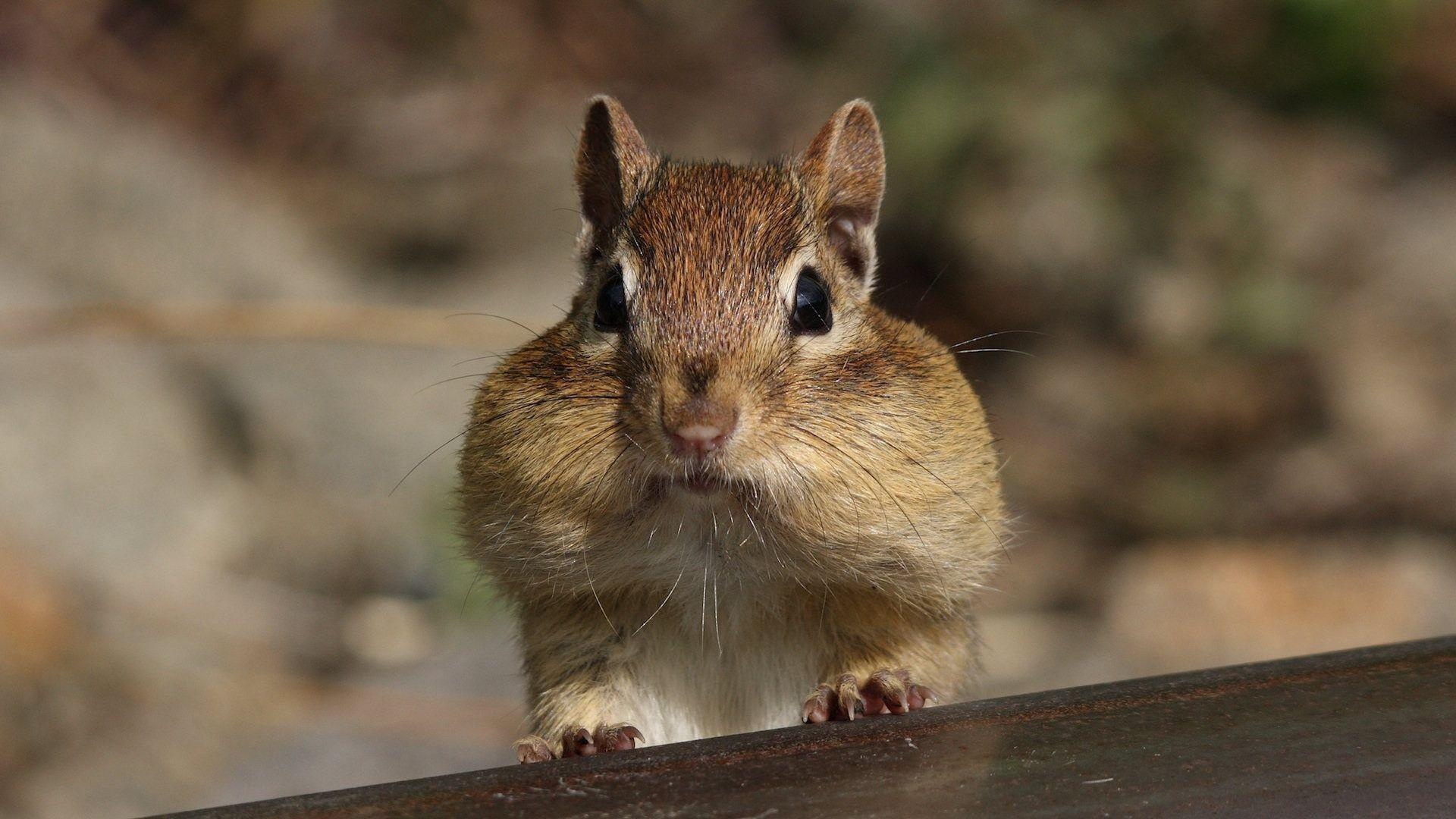 Chipmunk, Animals, Wallpapers, 1920x1080 Full HD Desktop
