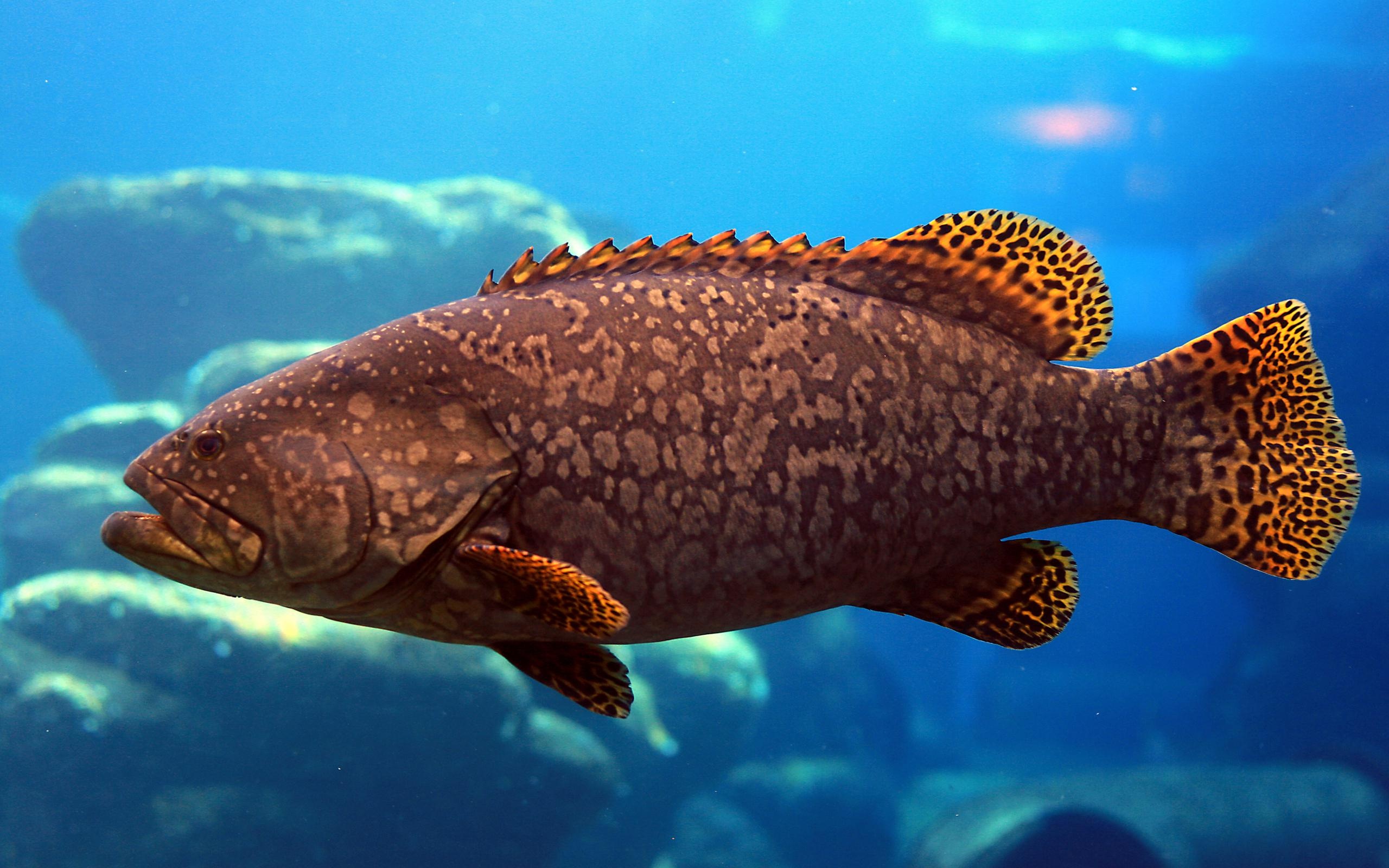 Mottled brown grouper, Leopard-spotted fins, Rocky underwater boulders, HD Desktop wallpaper