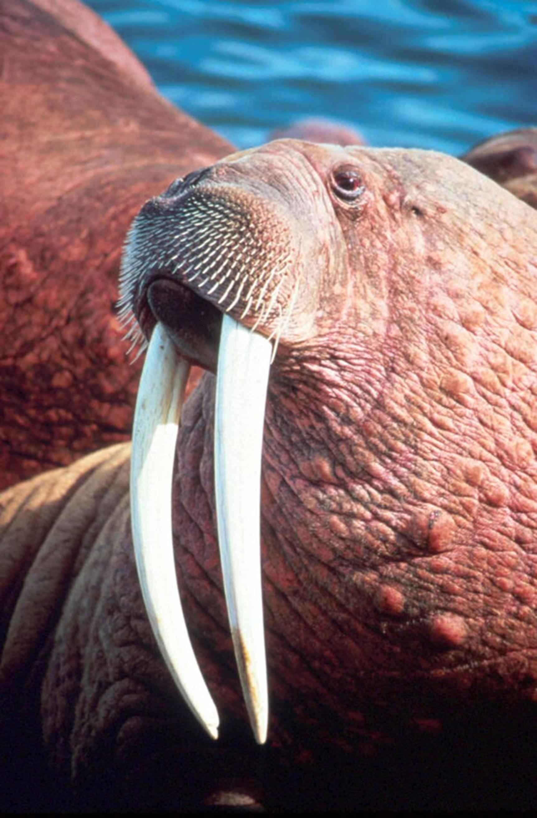 Free picture, Walrus, Male, Up close, 1730x2630 HD Phone