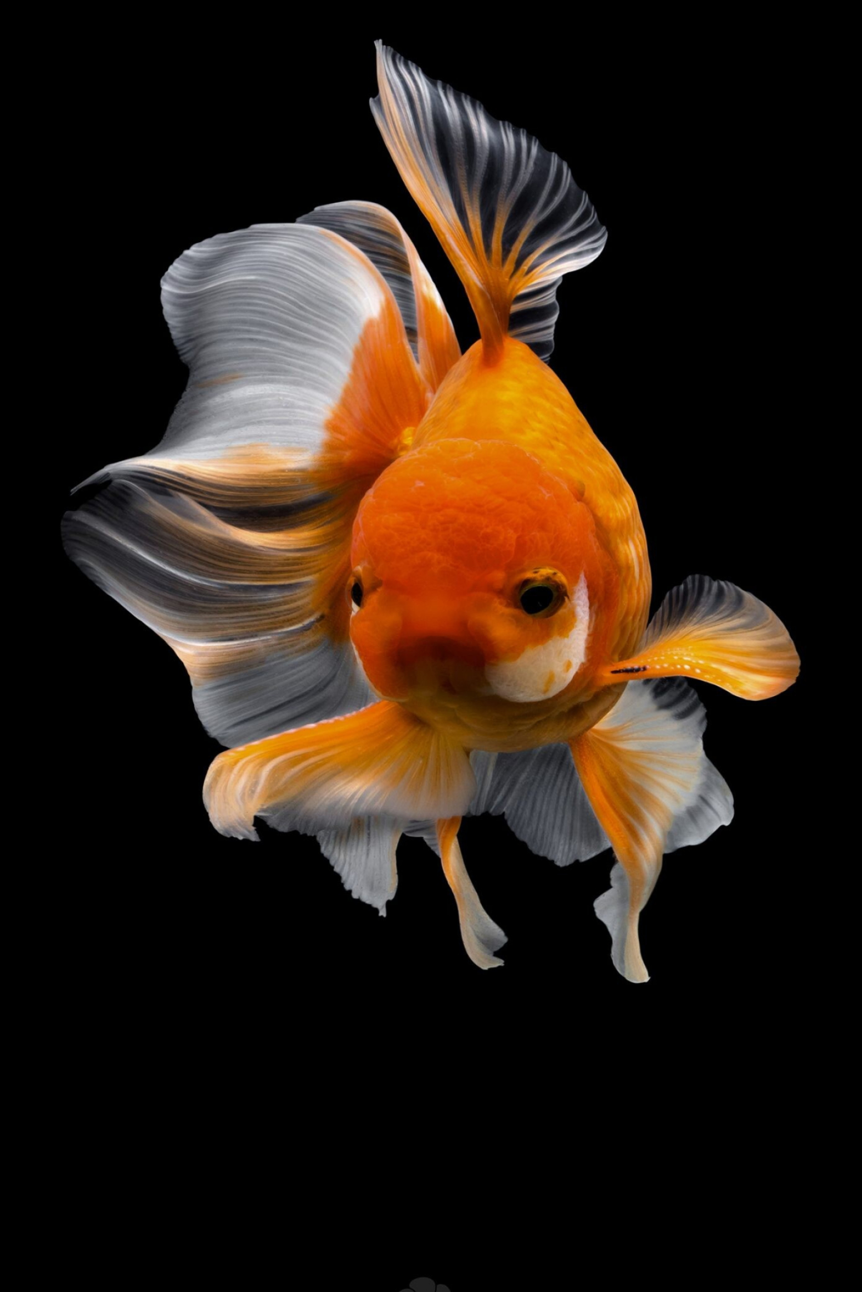 Gold Fish, Nature, Tsubaki office, Daily design, 1710x2560 HD Phone