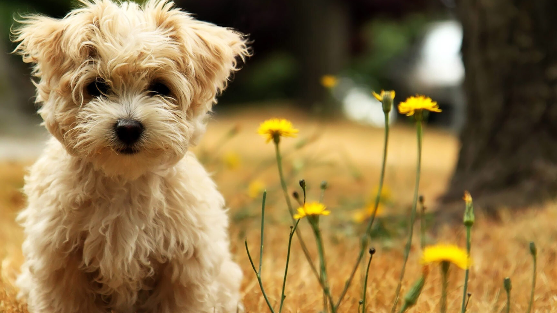 West Highland White Terrier, Puppy innocence, Animal companionship, Beautiful fur, 1920x1080 Full HD Desktop