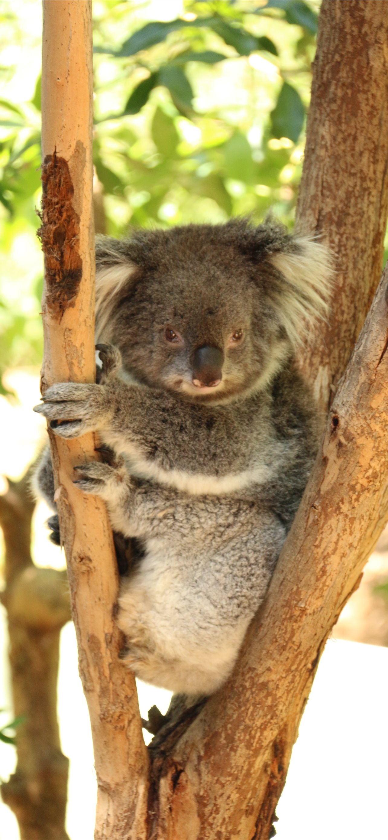 Best HD koala wallpapers, iPhone koala backgrounds, Koala beauty at its finest, Digital masterpieces, 1290x2780 HD Phone