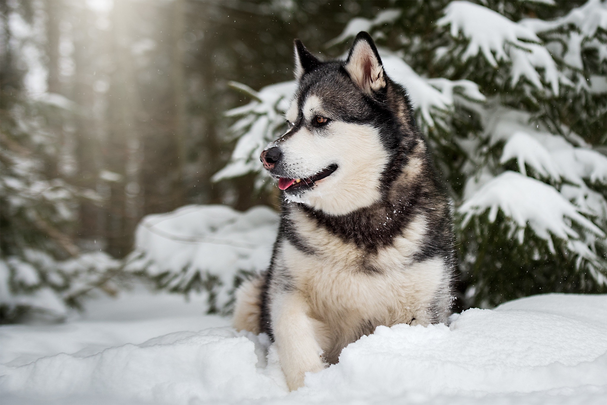 Alaskan Malamute wallpaper, Husky wallpaper, Dogs wallpaper, Alaskan Malamute, 2050x1370 HD Desktop