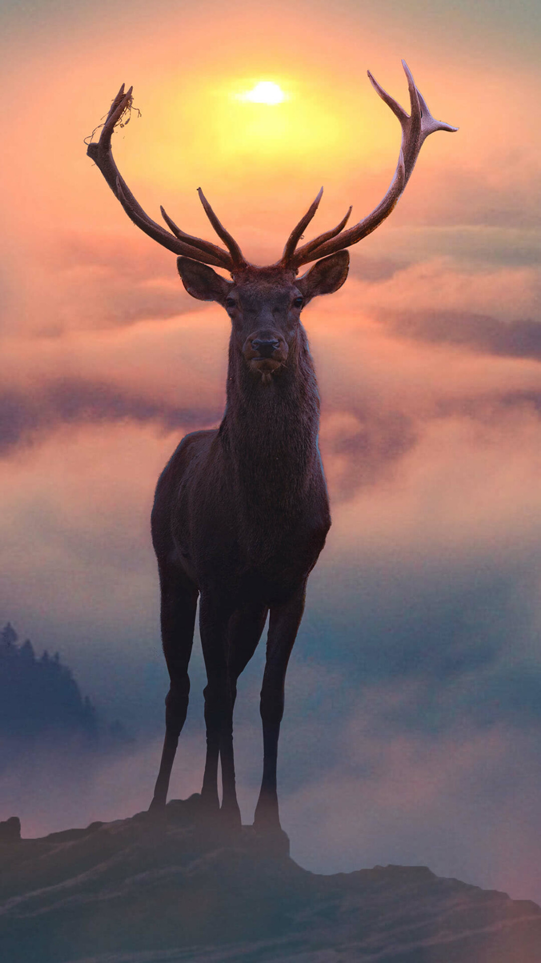 Reindeer, Animals, Wildlife, Reindeer, 1080x1920 Full HD Phone